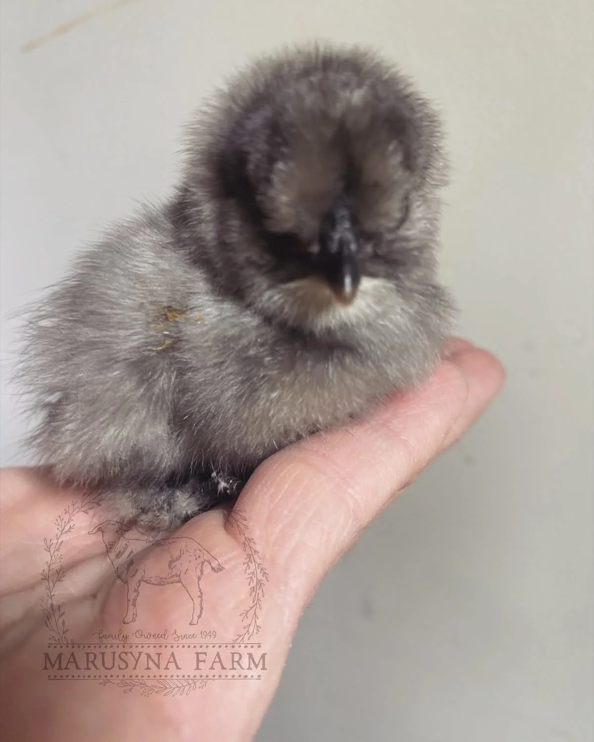 A small, fluffy chick being held on a person's finger against a neutral background.
