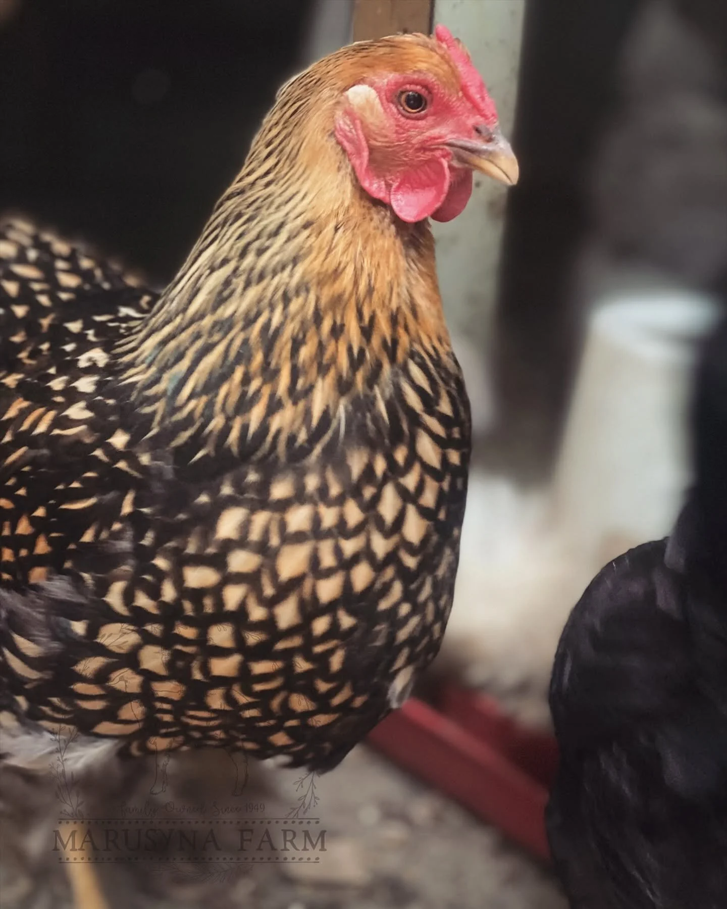 Close-up of a hen with intricate black and gold feather pattern on its body and red comb and wattles on its head.