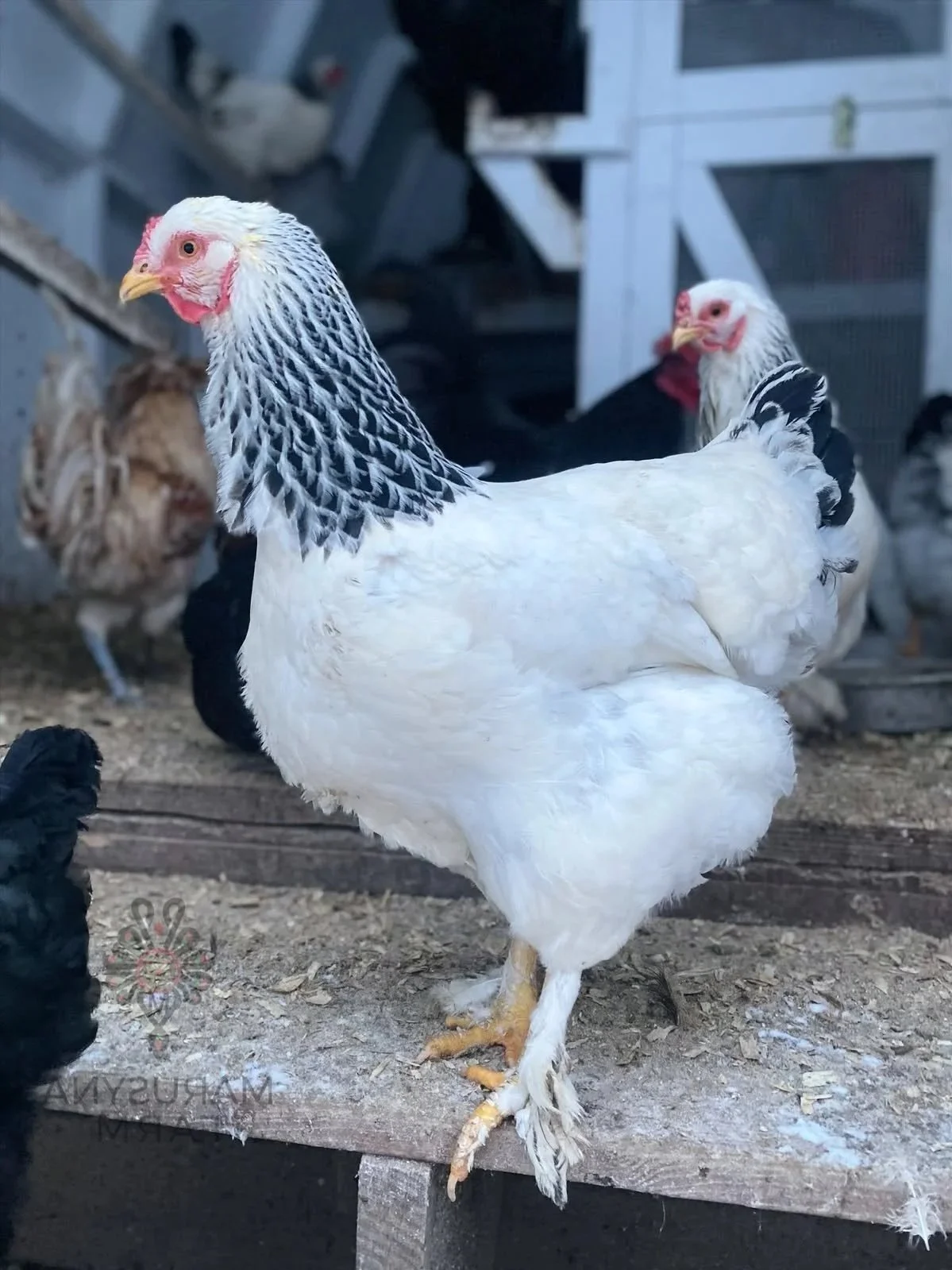 A white chicken with black-edged feathers on its neck, with other chickens and chicken coop in the background.