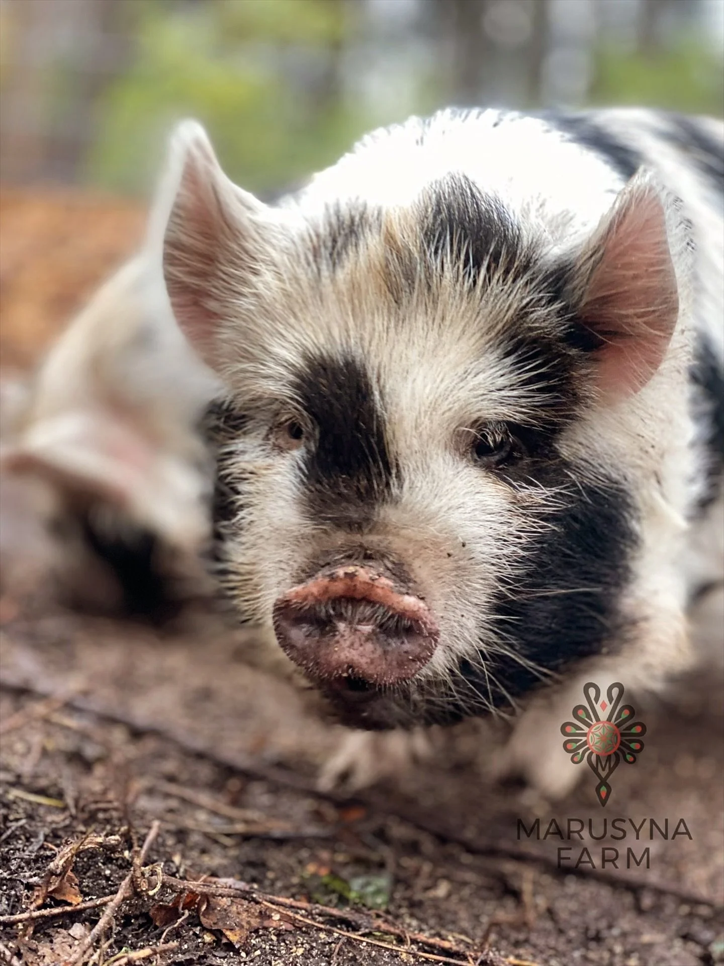 Close-up photo of a piglet lying on the ground with dirt and plants, showing its face and front legs, with the logo and name of Marusyna Farm in the bottom right corner.