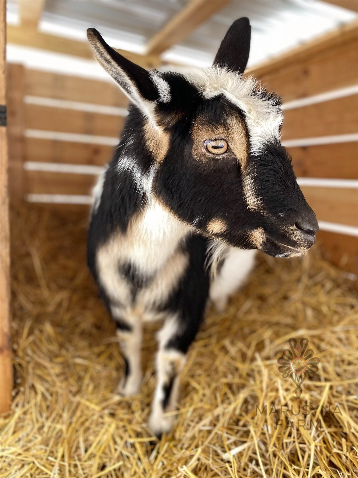A young goat with black and white fur standing in a hay-filled pen with wooden walls.