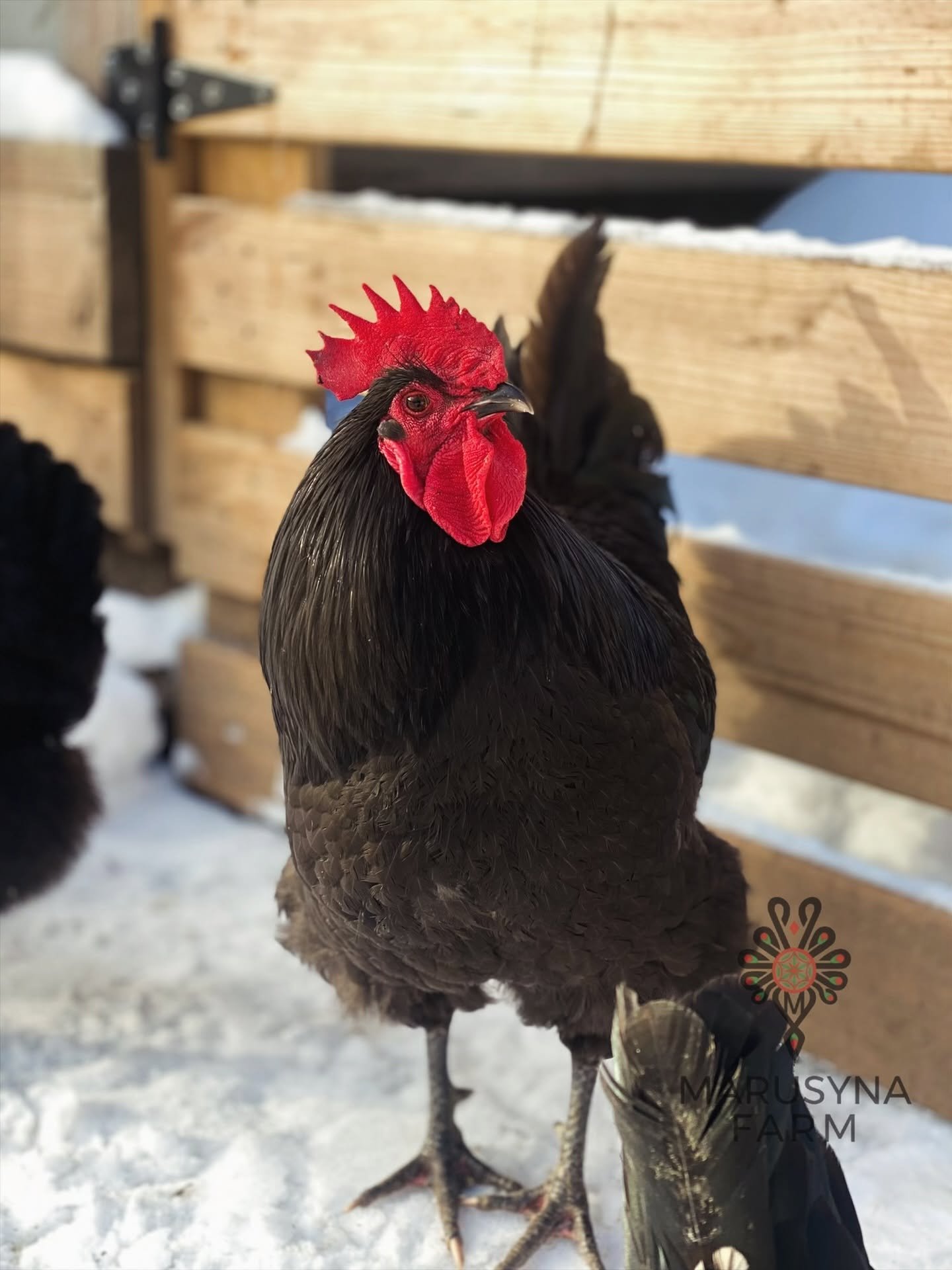 A close-up of a black rooster with a red comb and wattles, standing on snow near a wooden fence