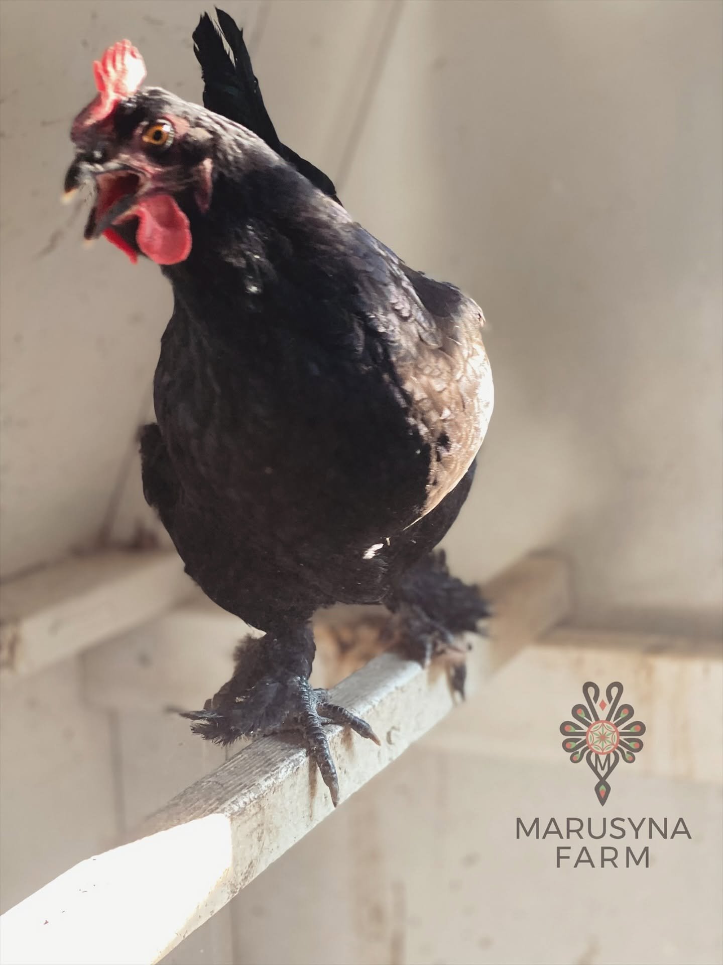 A black hen standing on a wooden perch with a pink comb and wattles, looking towards the camera, at Marusyna Farm.