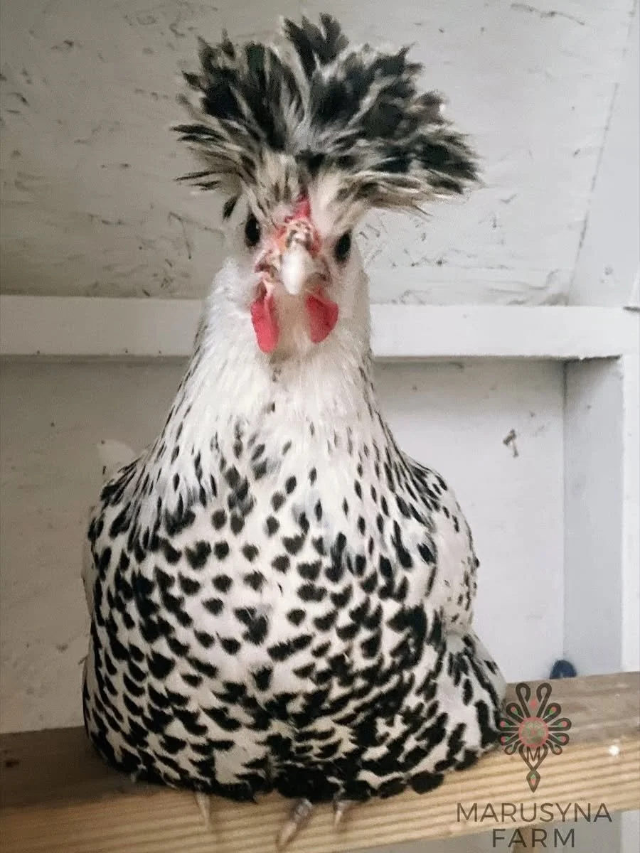 A chicken with black and white feathers and a feathered crest on its head, sitting on a wooden perch in a shed.