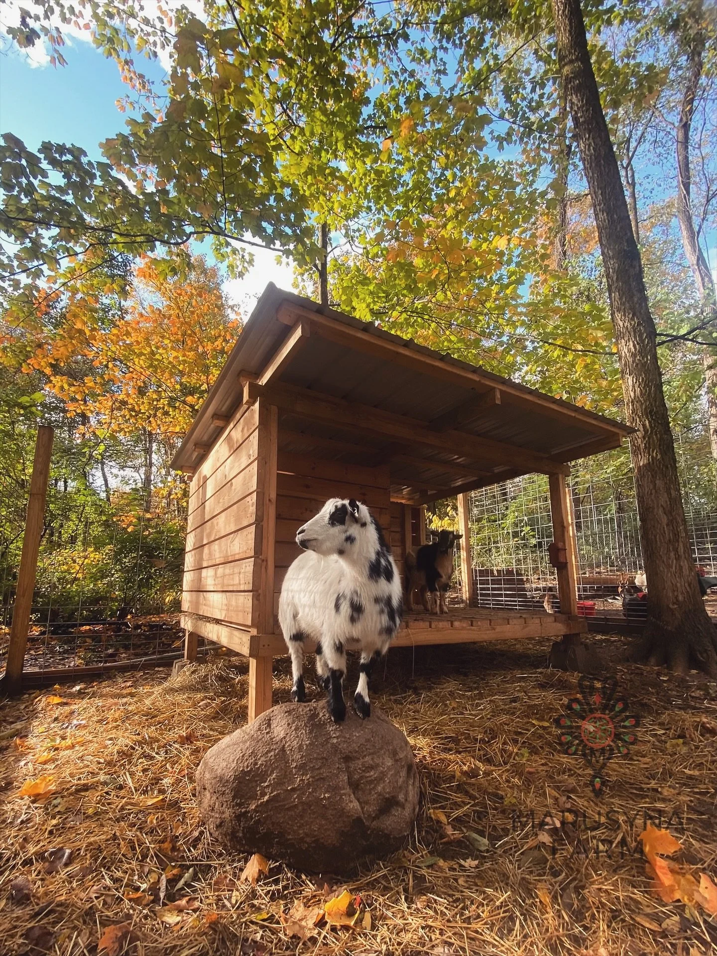 GOAT MILK PRODUCTS