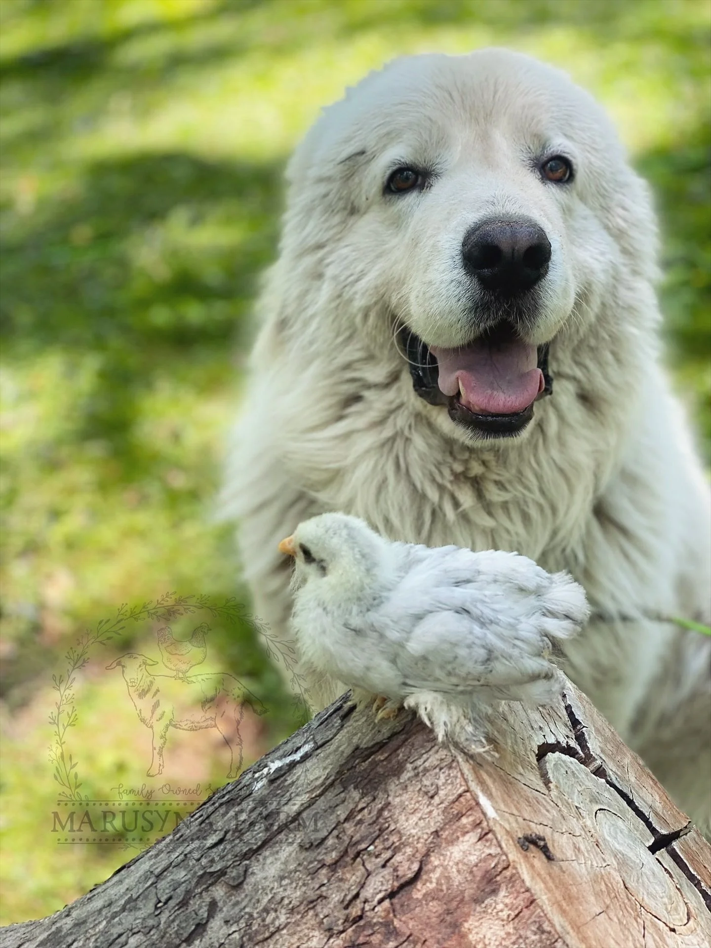 A large white dog, Maremma Sheepdog with a friendly expression, holding a small fluffy chick in its paw outdoors on a fallen log, with green grass in the background.