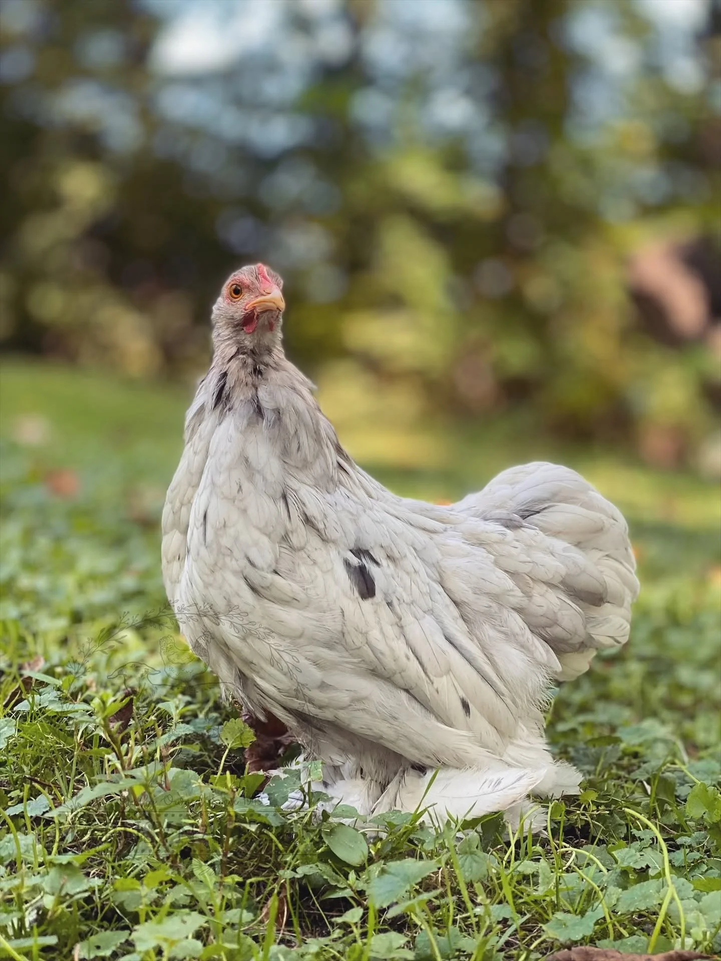 A tiny  chicken with gray feathers sitting on green grass.
