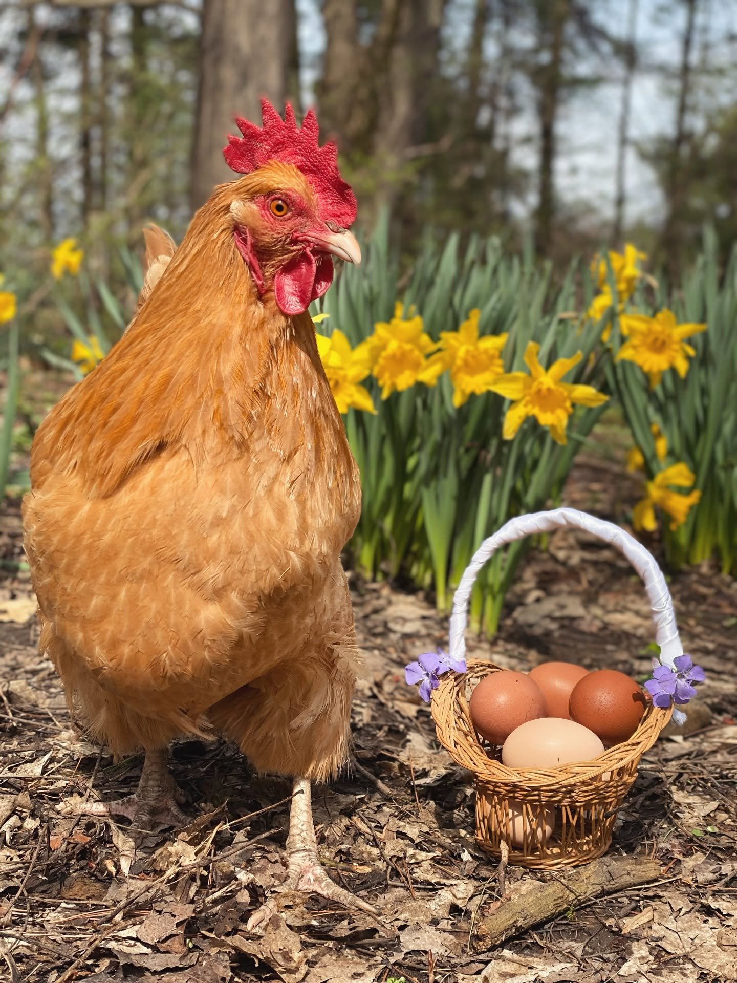 A hen standing outdoors near a basket of eggs with yellow flowers and trees in the background.