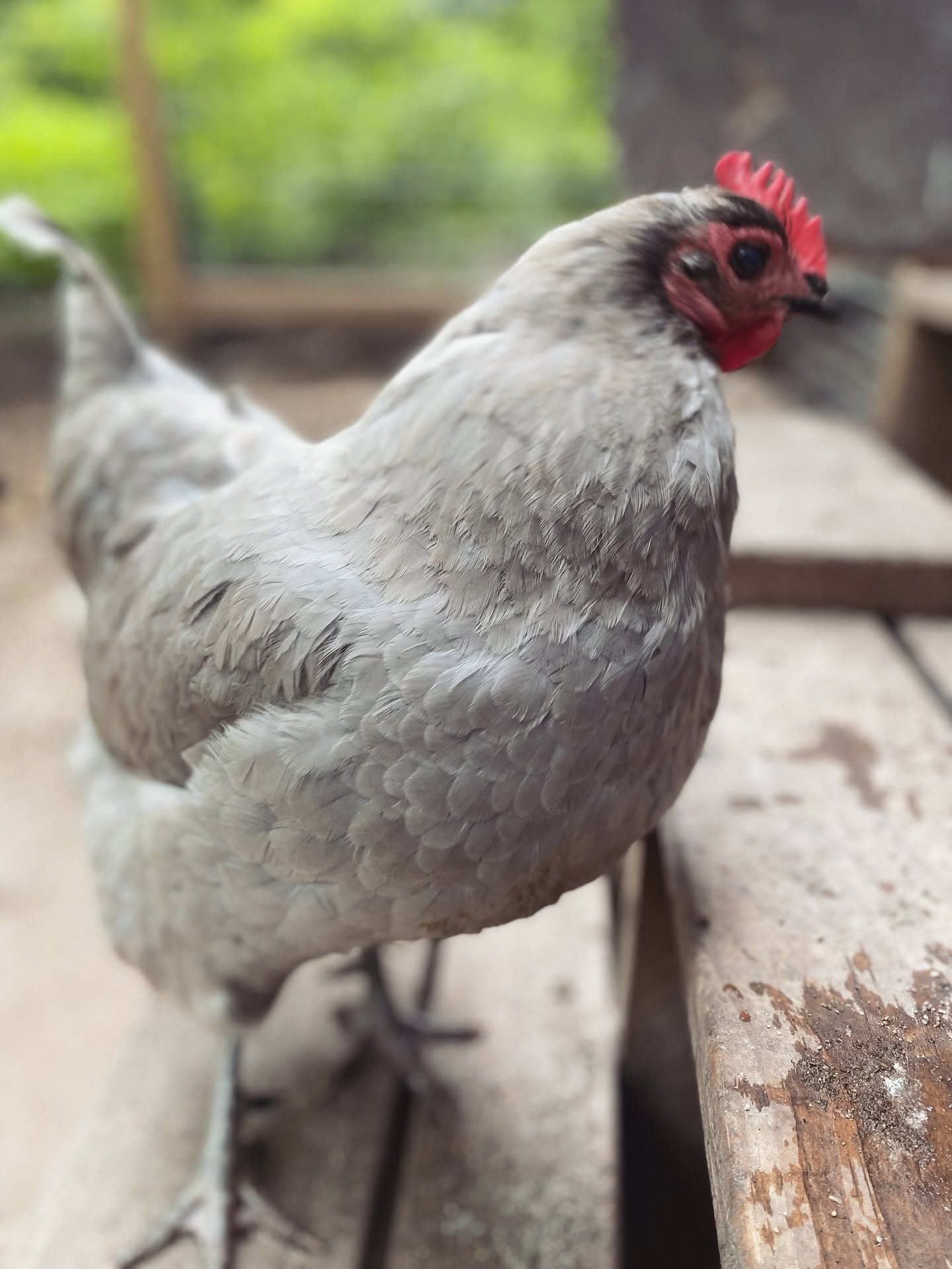 Close-up of a gray chicken with a red comb and wattles, standing on a wooden surface with a blurred background of green foliage and a window.