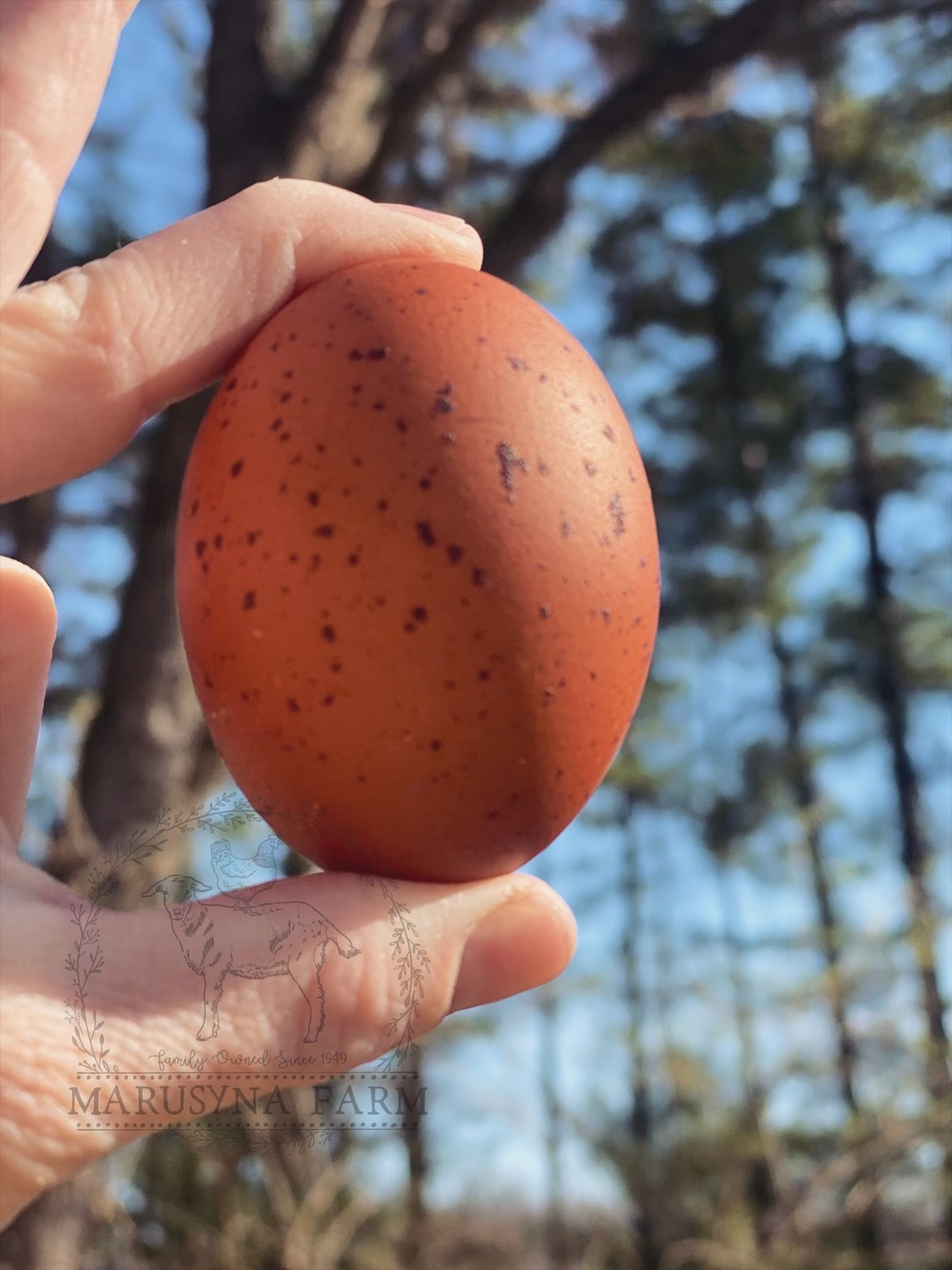 Close-up of a hand holding a speckled brown egg with a blurred background of trees and blue sky.