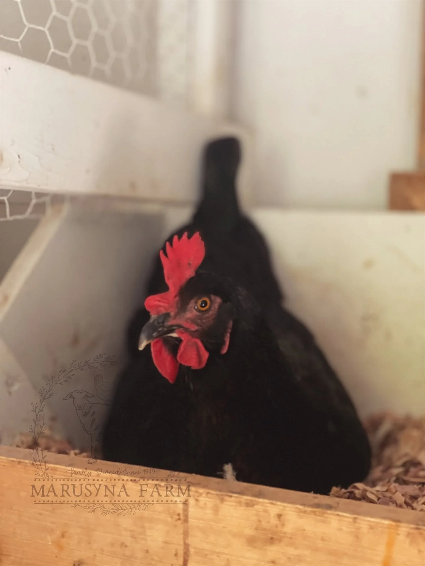 Black chicken with red comb and wattles inside a wooden coop, labeled "Marusyna Farm."