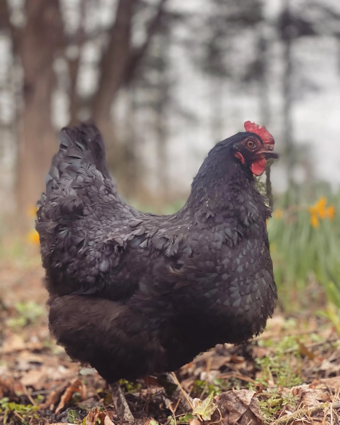 A black hen standing on the ground among fallen leaves and small plants in an outdoor setting.
