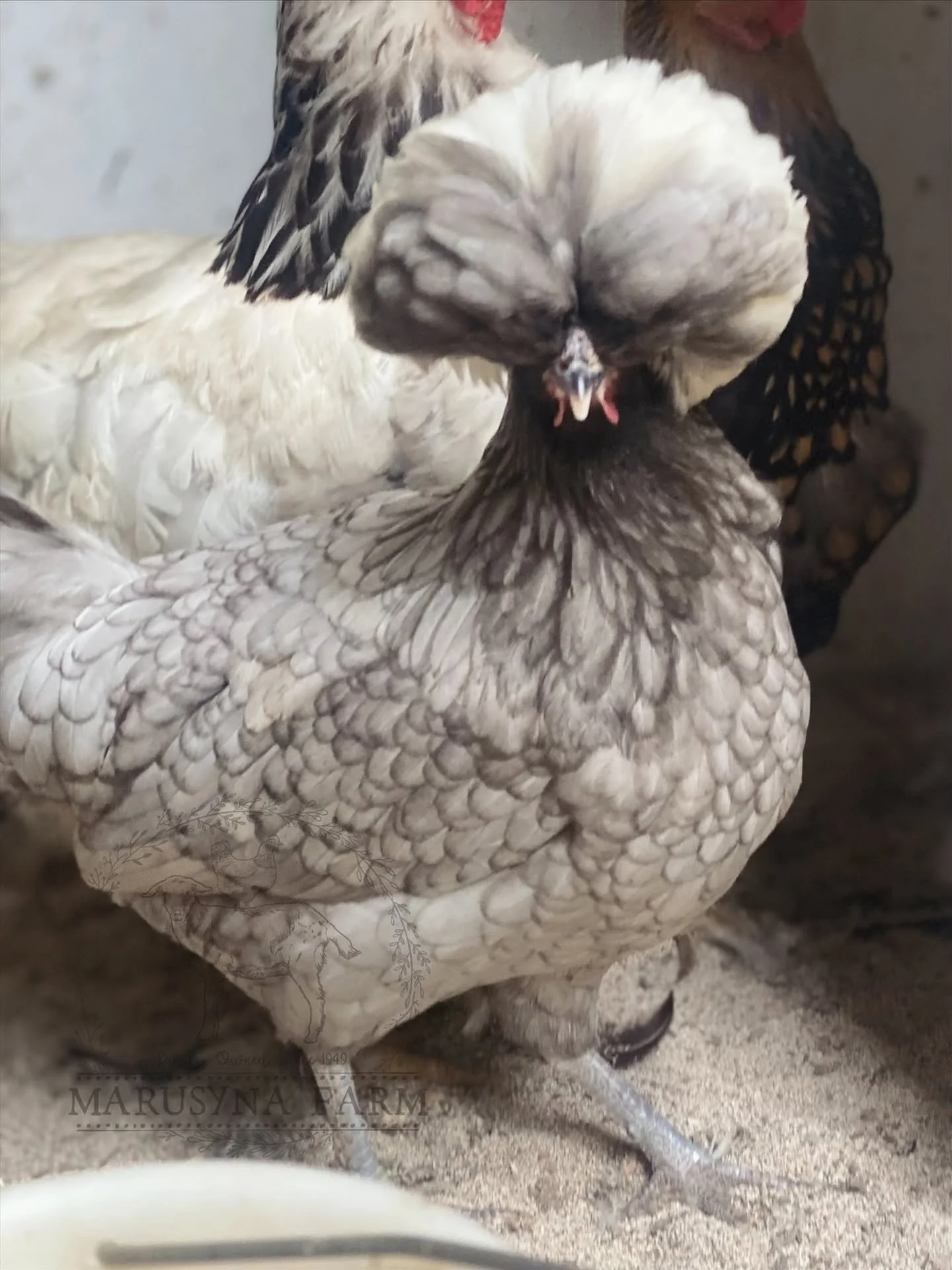 A close-up of a chicken with white and grey feathers, with a black and orange feathered bird partially visible behind it.