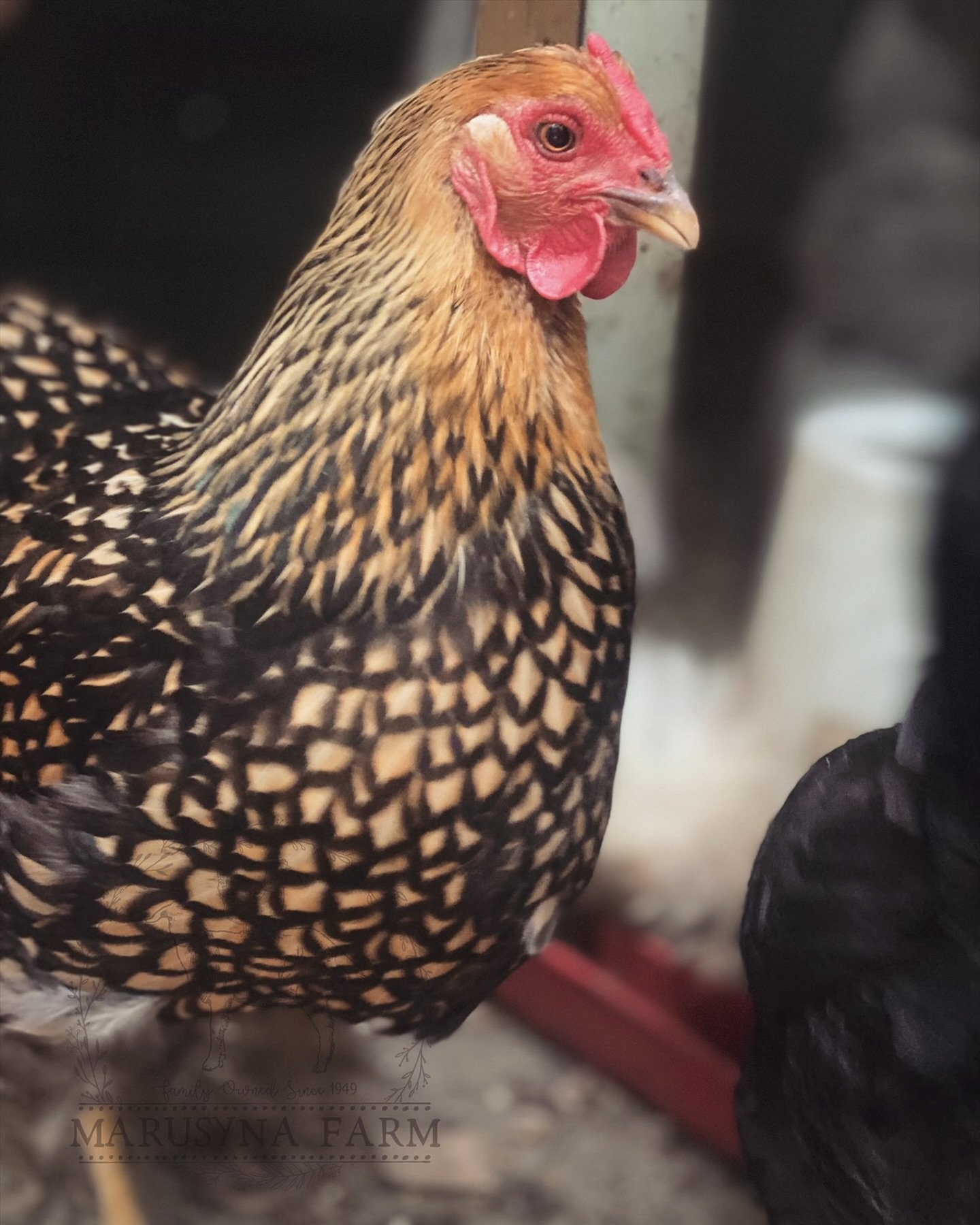 A close-up of a chicken with brown and black patterned feathers, a red comb, and wattles, standing indoors.