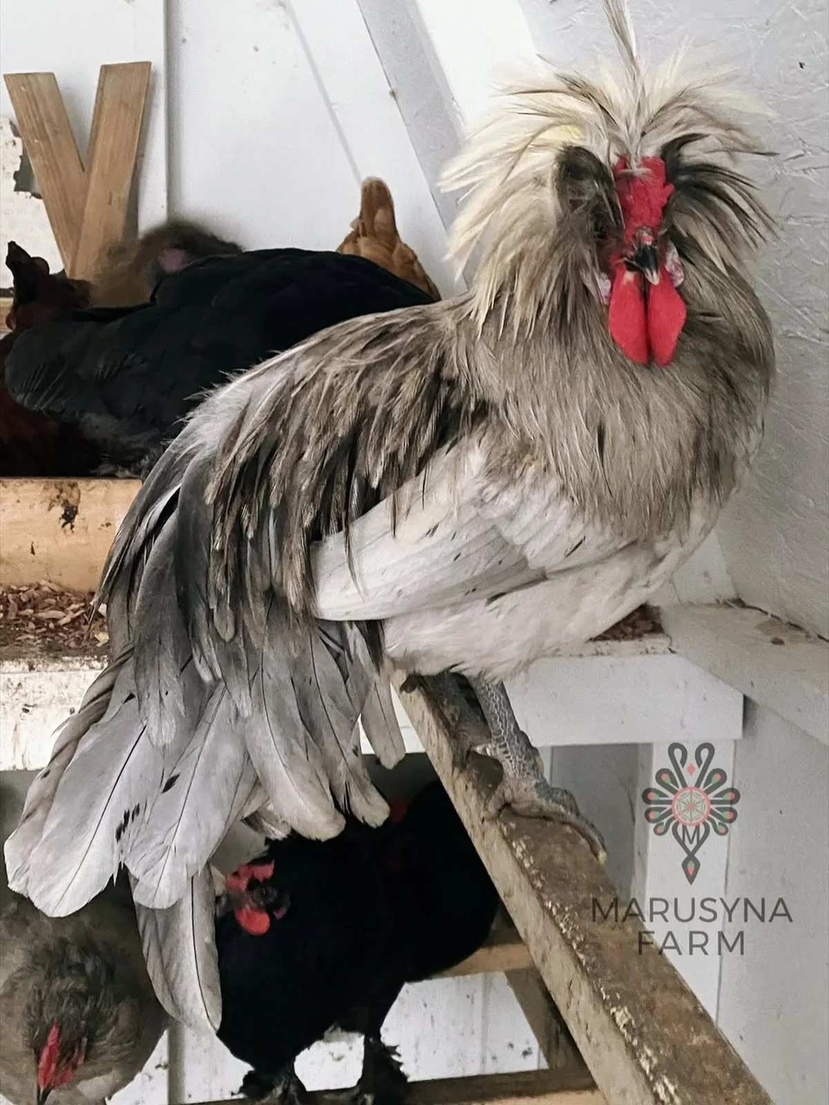 A rooster with feathered crest standing on a wooden perch next to a black hen, inside a farm setting.