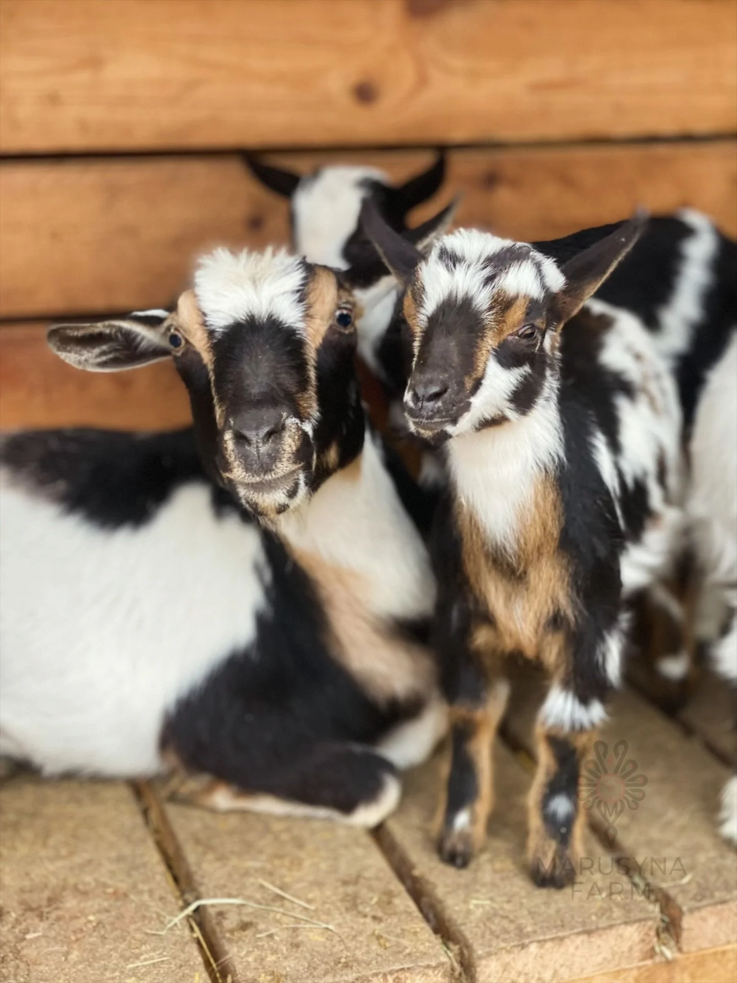 Two young goats standing on a brick floor with a wooden wall in the background.