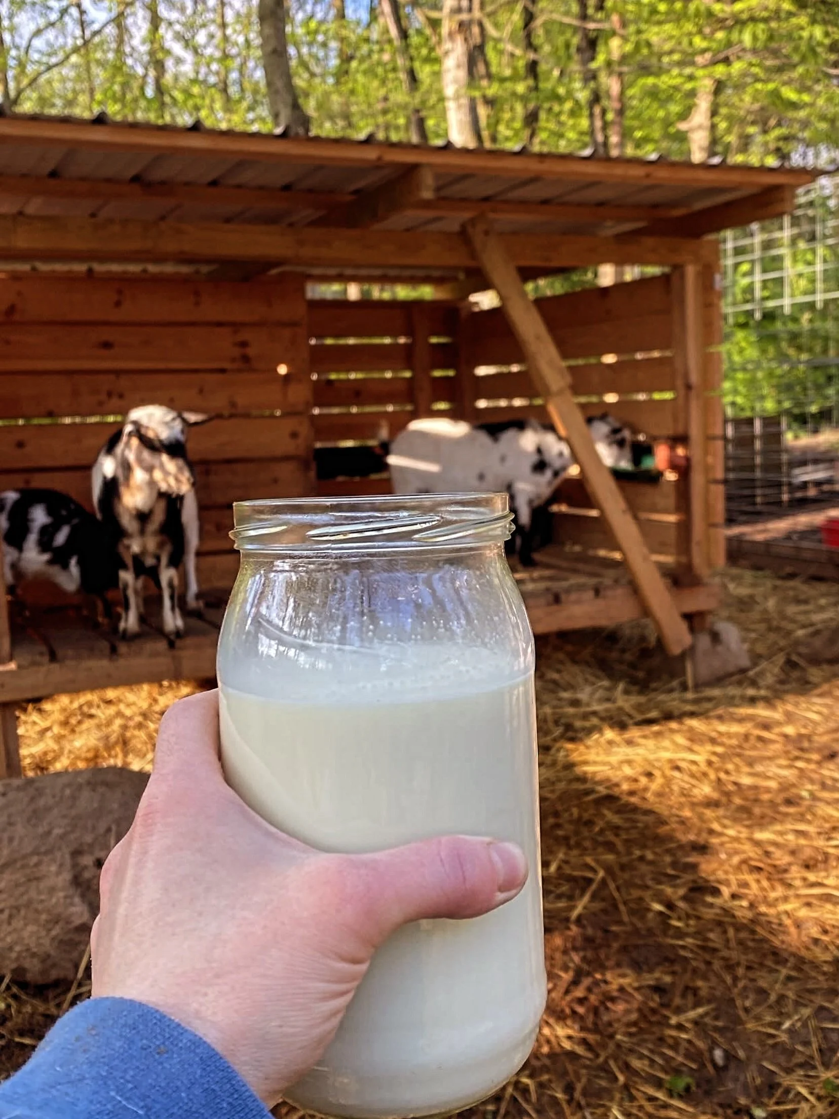 GOAT MILK HERD SHARE