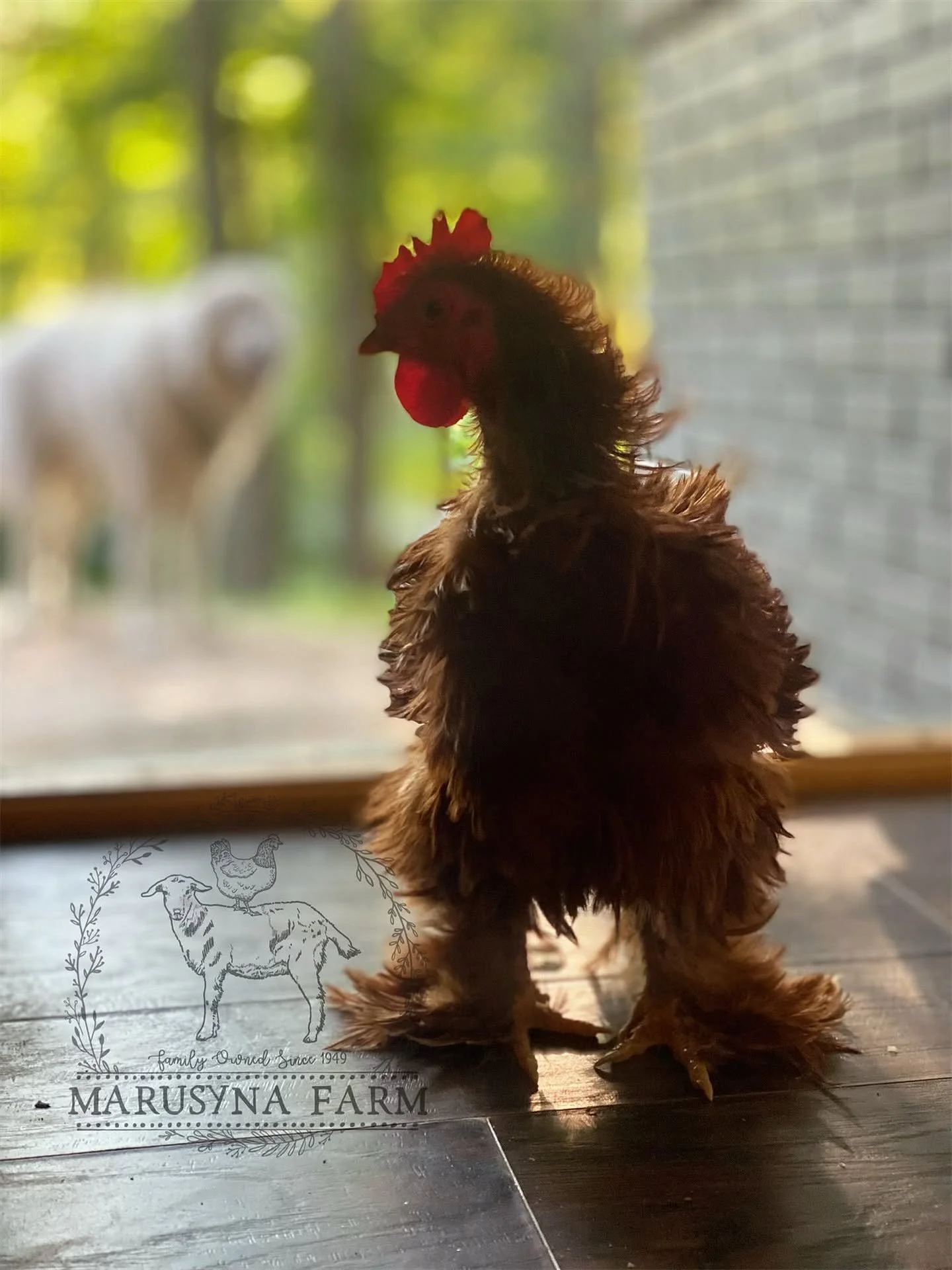 A brown chicken with red comb sitting on a wooden surface. In the background, a blurred white  is visible, with green trees and fence outside. There is a logo in the bottom left corner that says 'Marusyna Farm' with a drawing of a goat and a chicken.