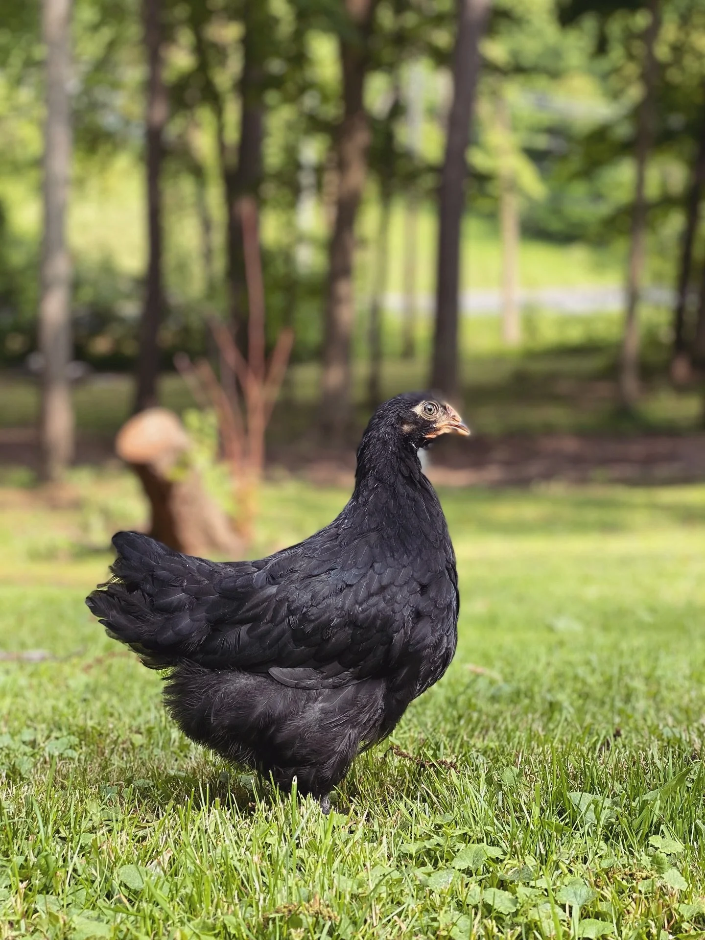 A black chicken standing on green grass with a blurred forest background.