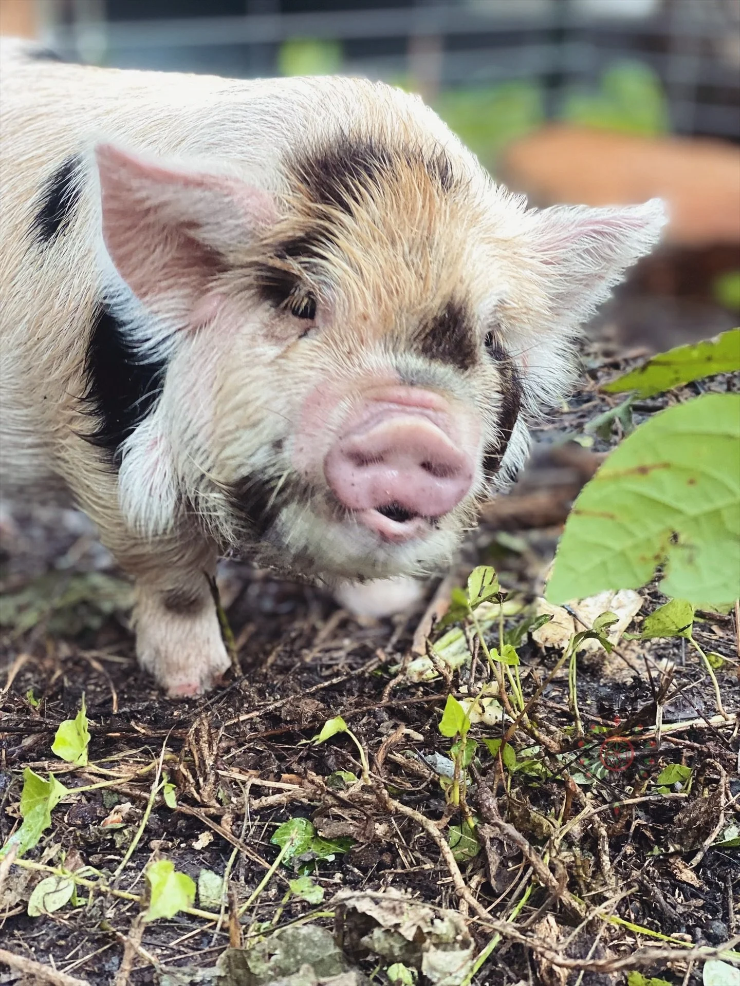 A small piglet with tan, black, and white fur exploring the ground among green plants and soil.