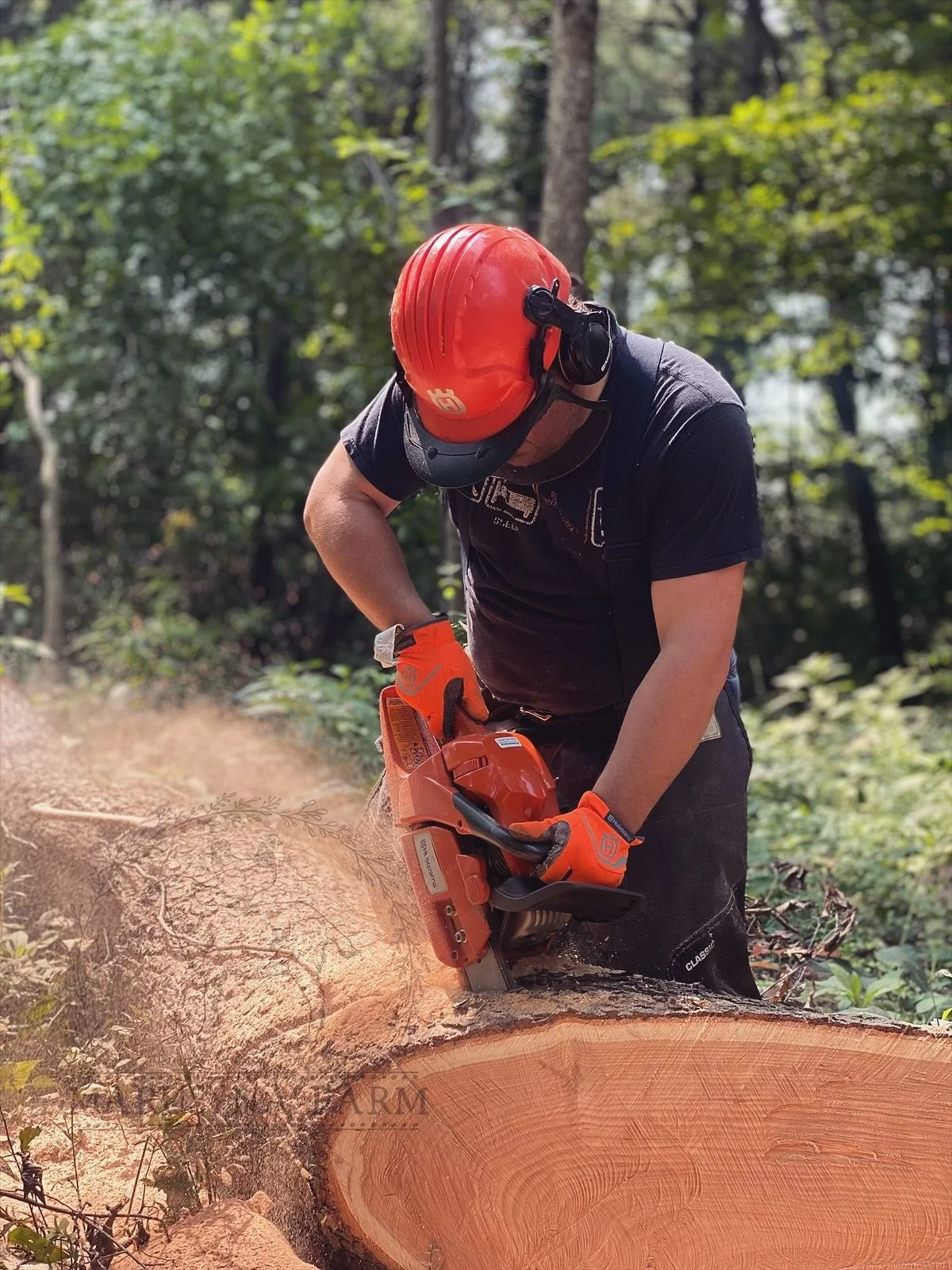 A man with a red safety helmet and orange gloves cutting a fallen log with a chainsaw in a wooded area.