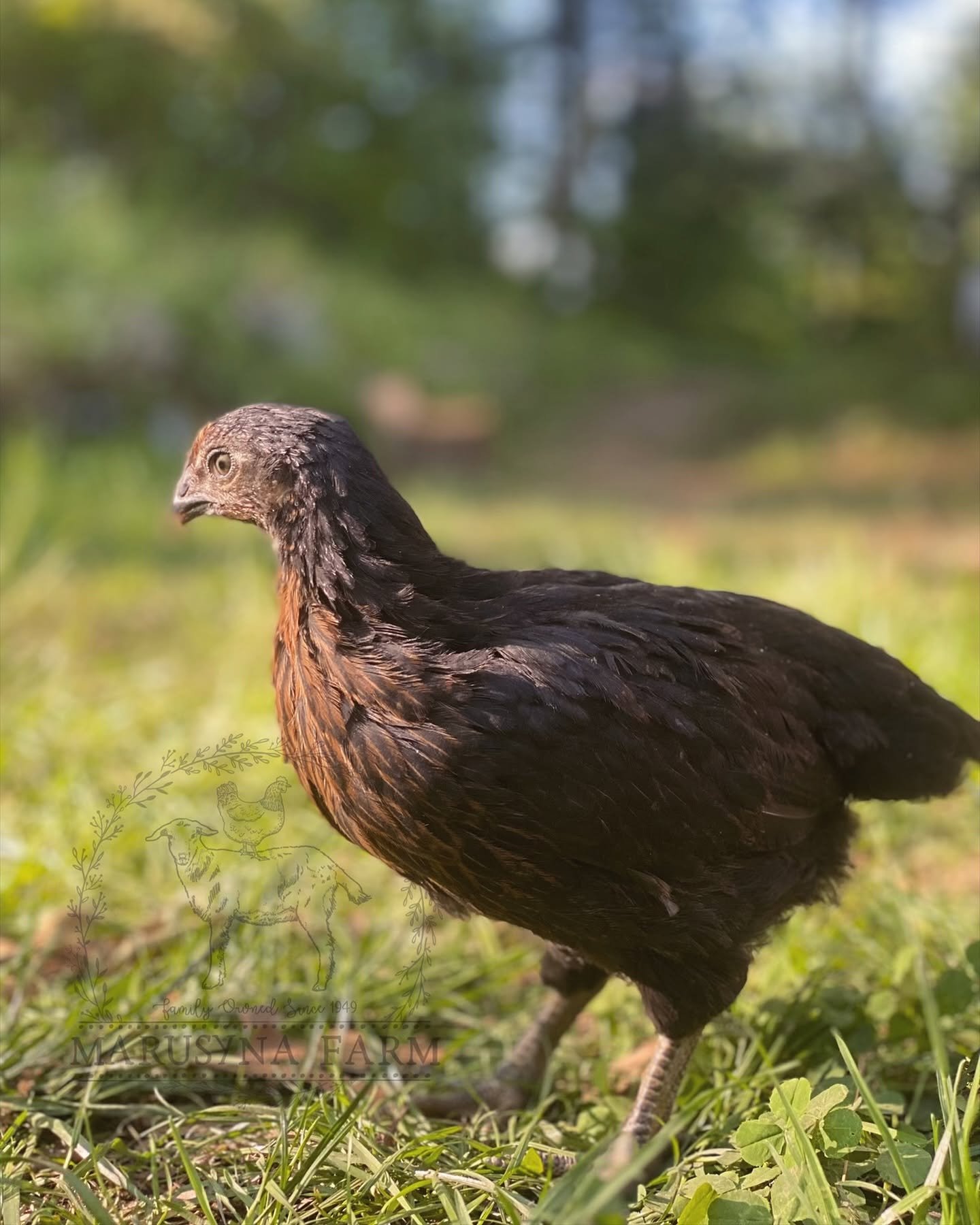 A close-up view of a dark brown chicken standing on grass, with a blurred green background.