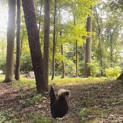 A polish hen standing in a forest with green foliage and tall trees.