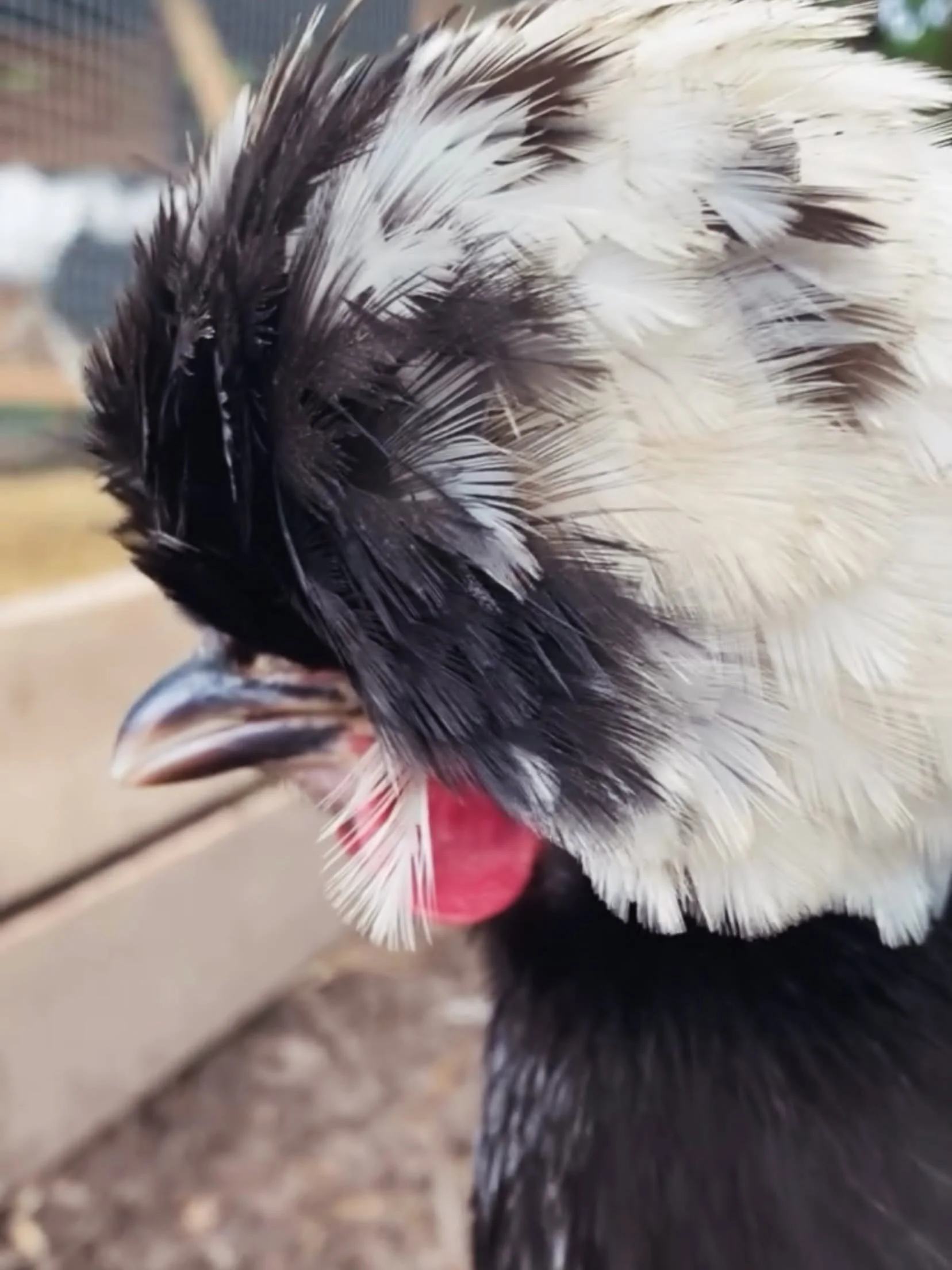 Close-up of a chicken with black and white feathers, pink comb, and beak, standing on dirt ground.