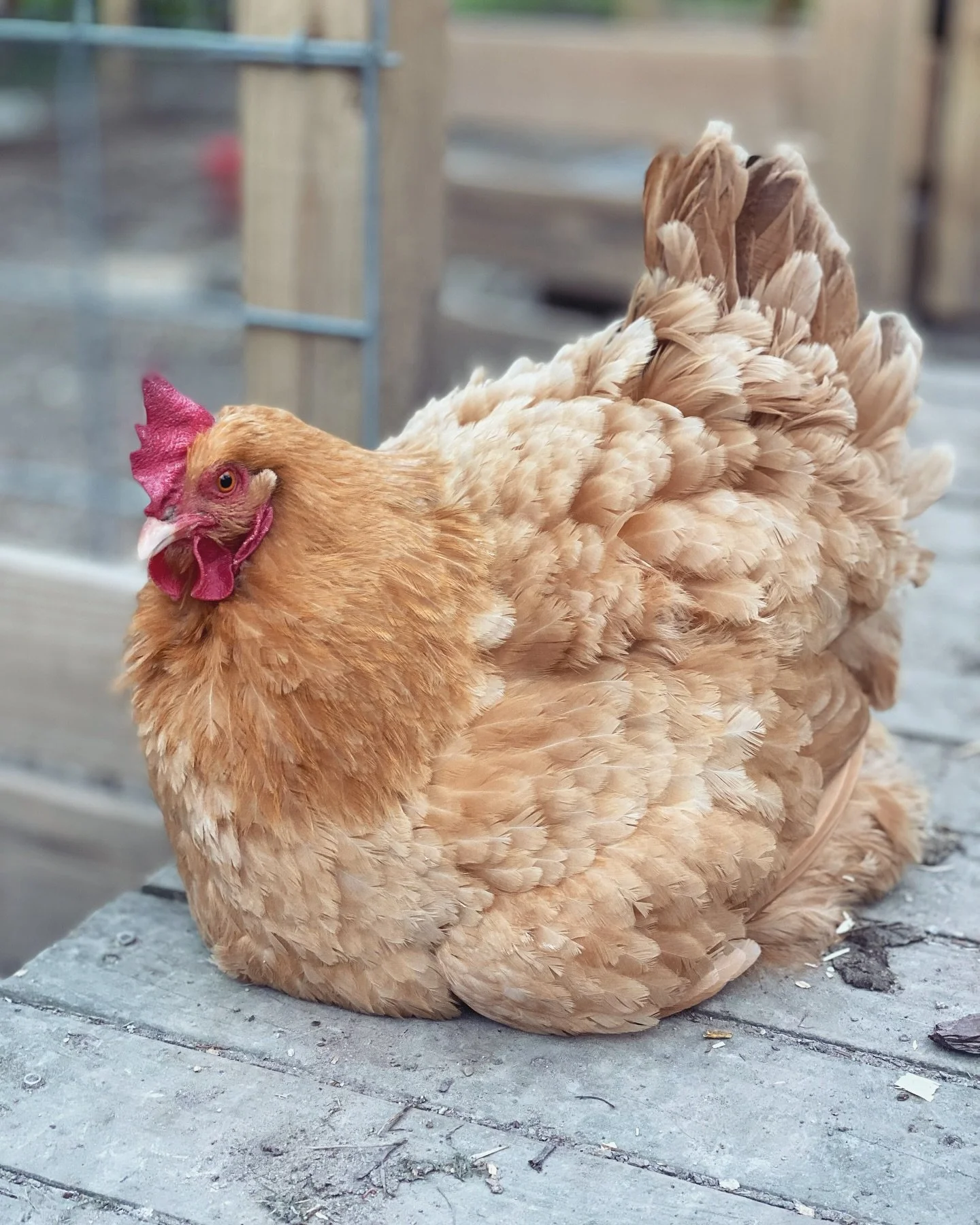 A close-up of a plump, fluffy, light brown chicken resting on a wooden surface outdoors, with blurred background of a wooden structure.