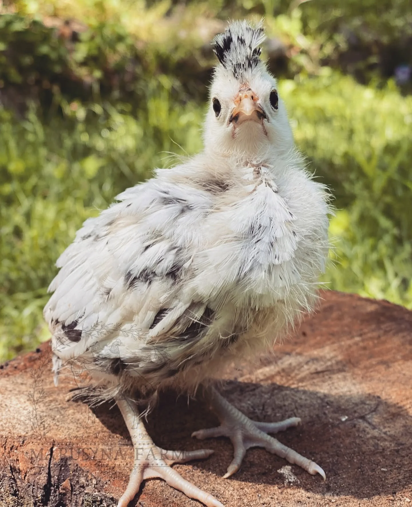 A young white chicken with black markings on its feathers and a black and white crest on its head, standing on a dirt surface with a blurred green background.