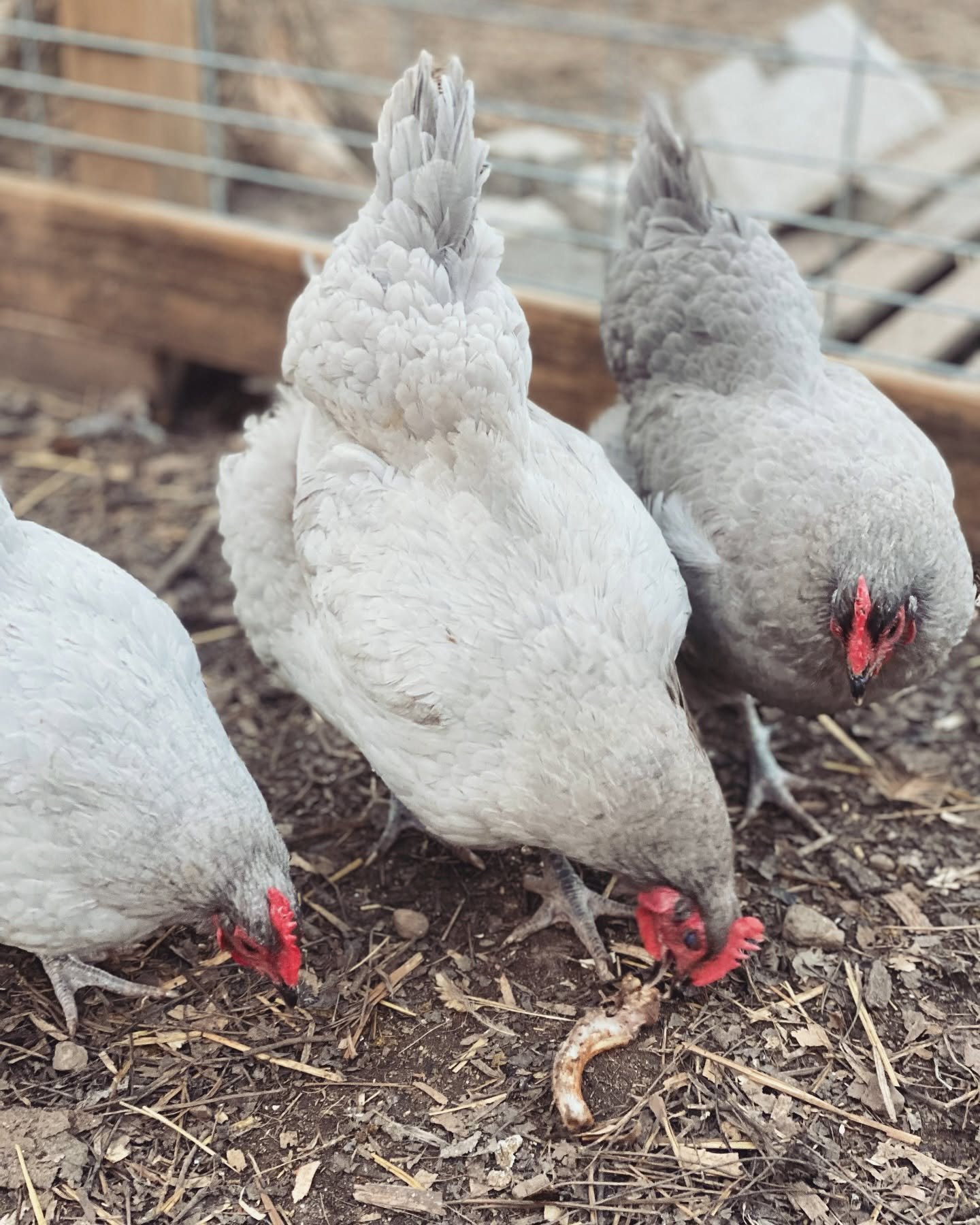 Several gray chickens on the ground with dirt and straw, near a wooden and wire enclosure in the background.