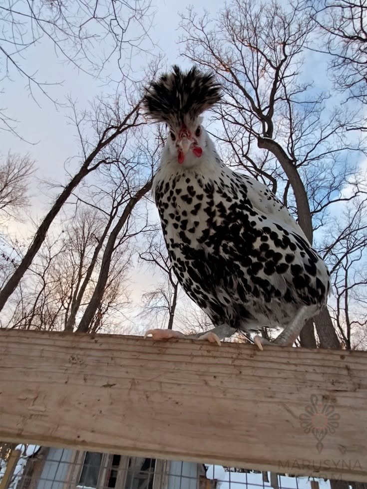 A chicken with a black and white speckled body and a distinctive black crest stands on a wooden beam outdoors during dusk or dawn, with bare trees and a cloudy sky in the background.
