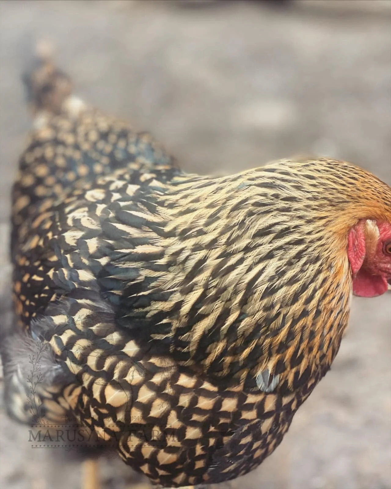 Close-up of a hen with black and white patterned feathers and a red comb.