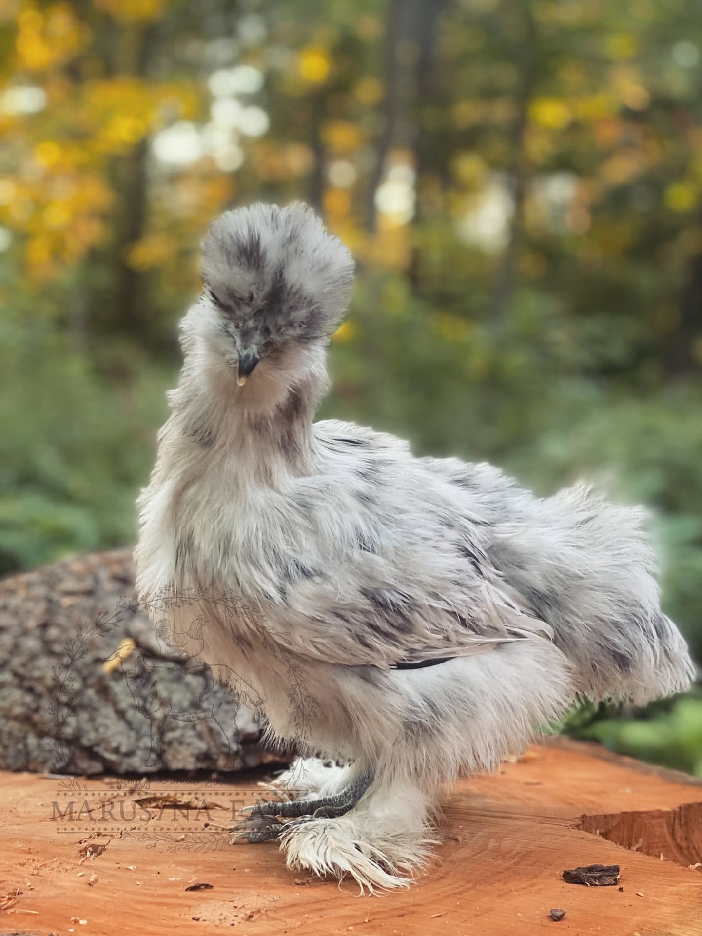 A fluffy young bird with light gray and white feathers sitting outdoors on a wooden surface, with blurred autumn trees in the background.