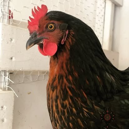 Close-up of a chicken with black and brown feathers, red comb, and wattles, standing indoors near a wire cage.