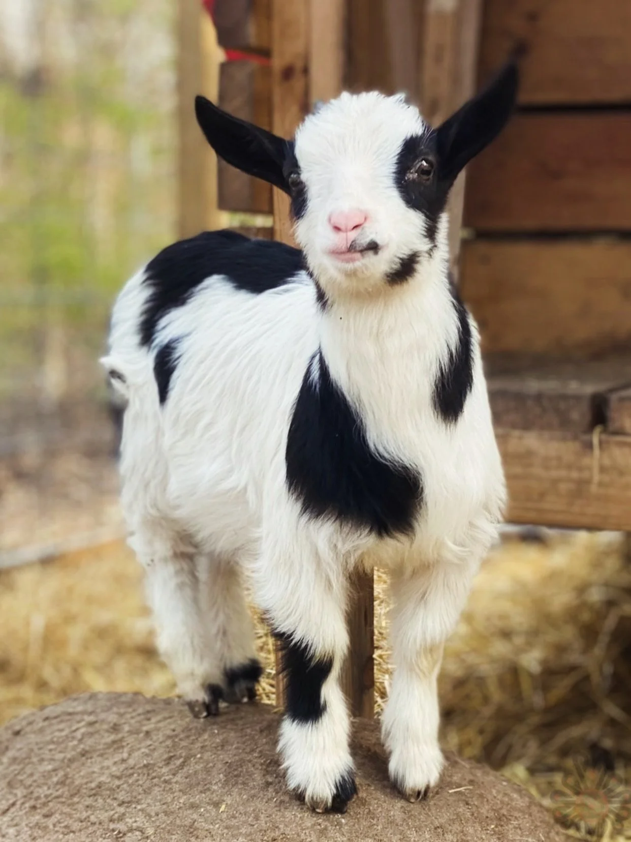 A young black and white goat standing on a rock in a barn with wooden walls and straw flooring.
