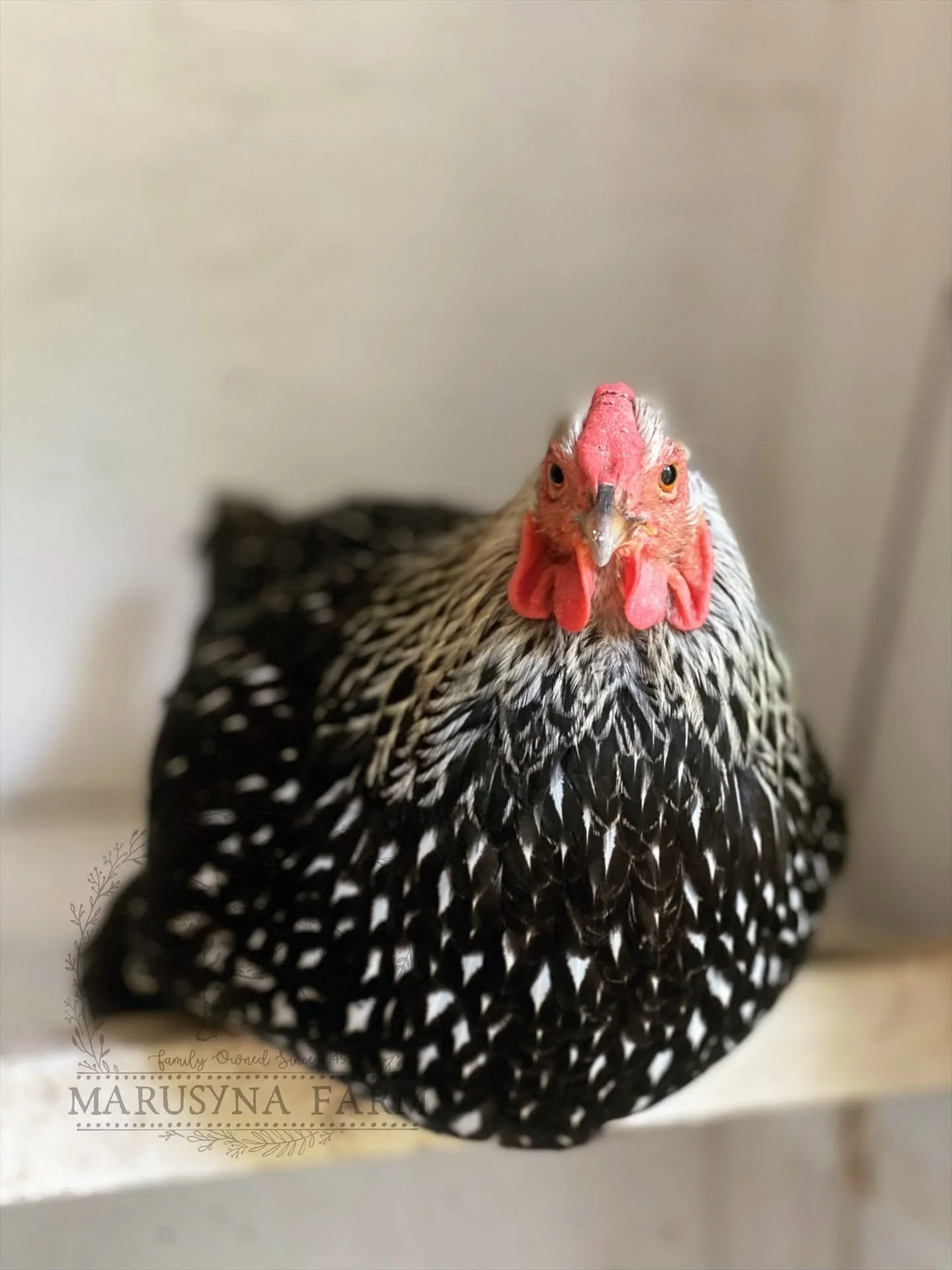Close-up of a chicken with feathered black and white pattern body, red comb, and pink wattles, with a plain background.