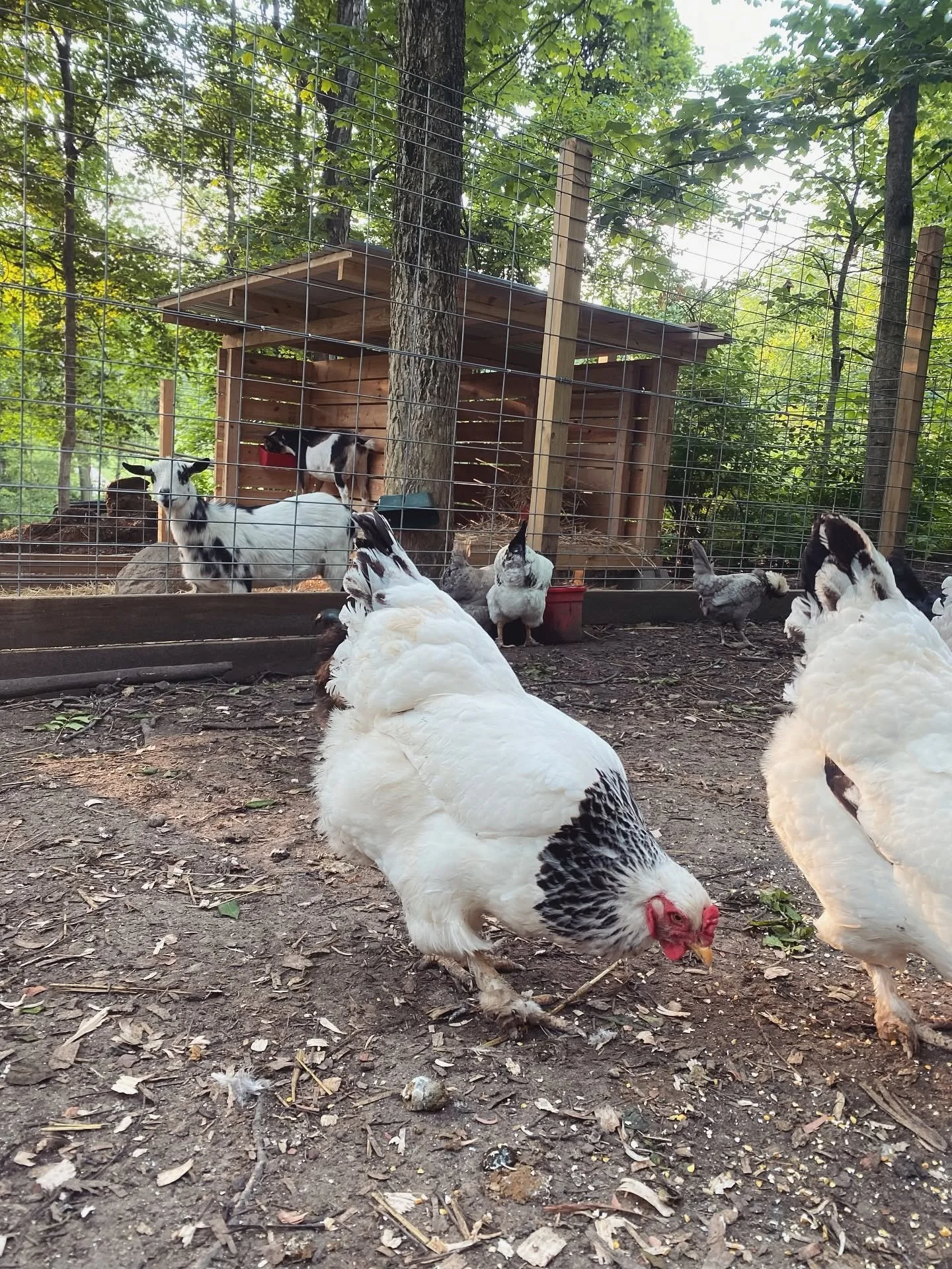 A fenced outdoor chicken coop with a wooden structure, surrounded by green trees, housing several chickens and goats.