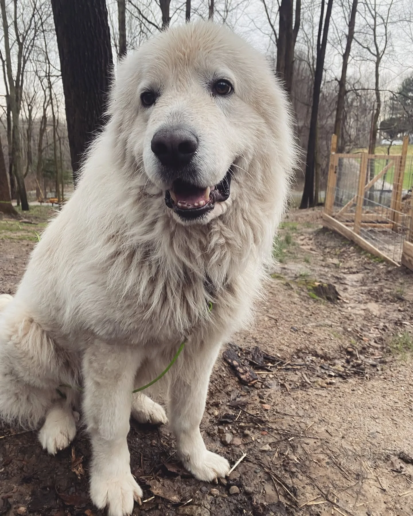 A large white fluffy dog, maremma sheepdog, sitting outdoors on dirt ground with trees and a wooden fence in the background, facing the camera with an open mouth and alert expression.