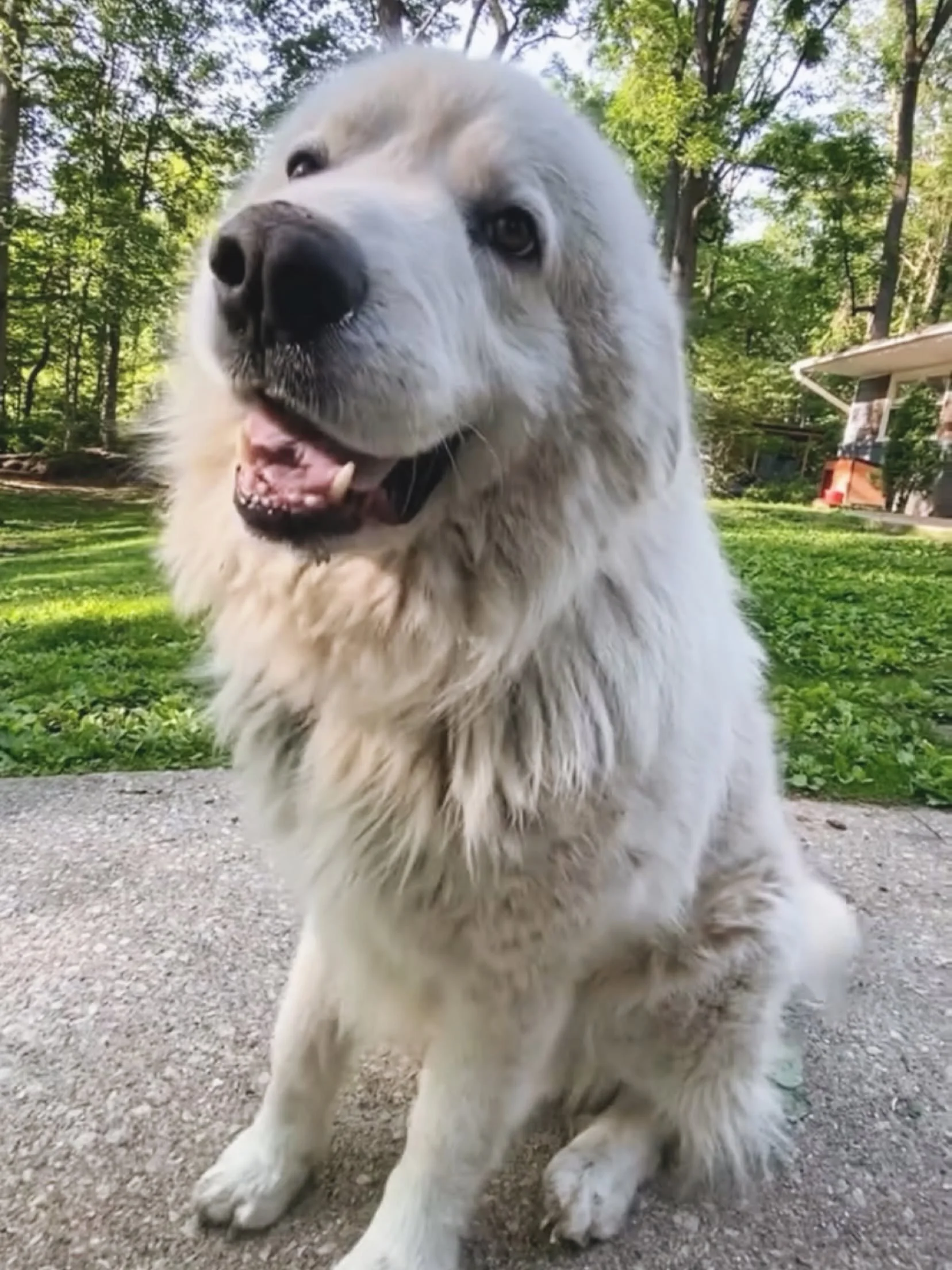 Close-up photo of a fluffy white dog sitting outdoors on gravel with green trees and a house in the background.