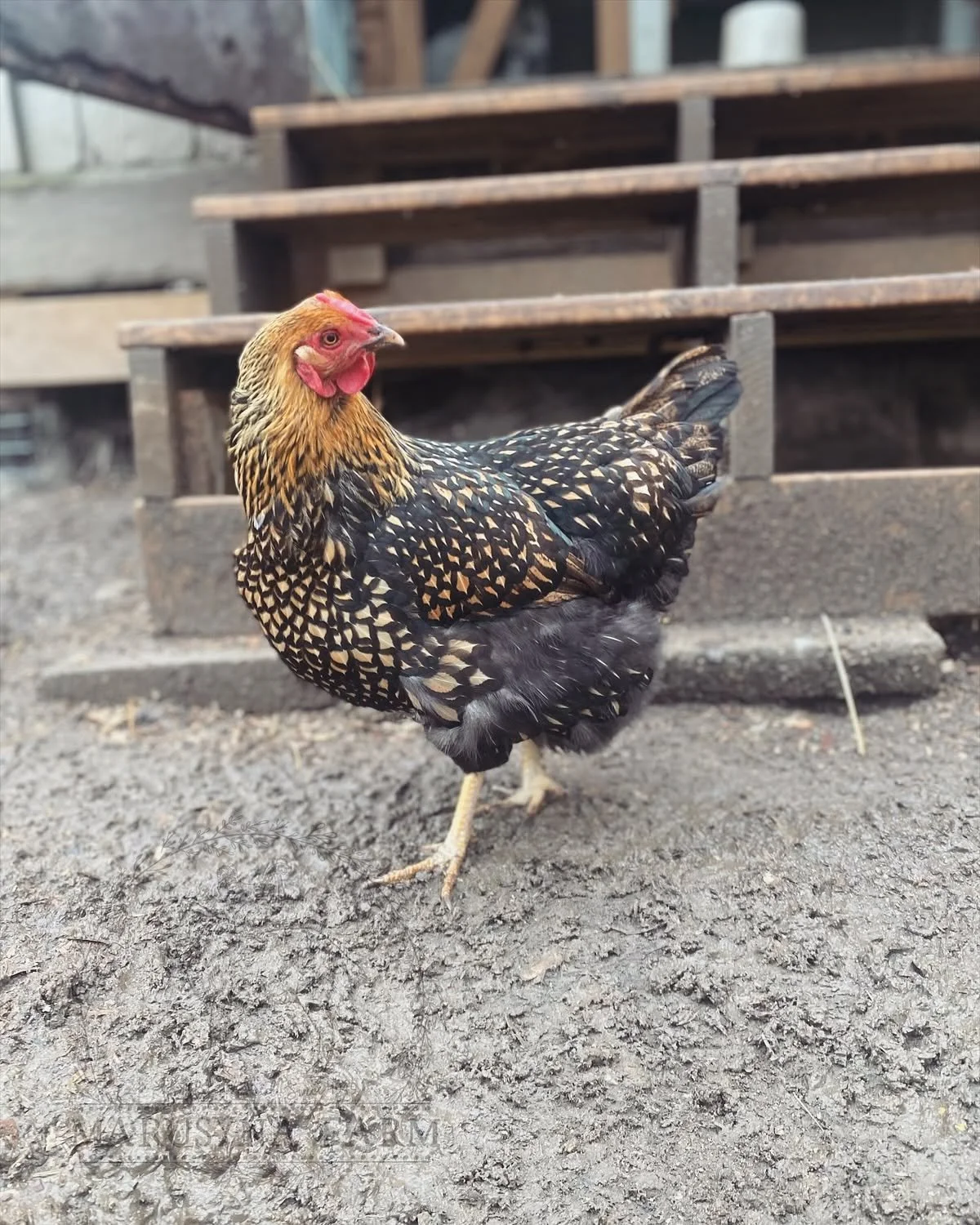 A chicken with black and gold feather pattern standing on dirt ground near wooden stairs.