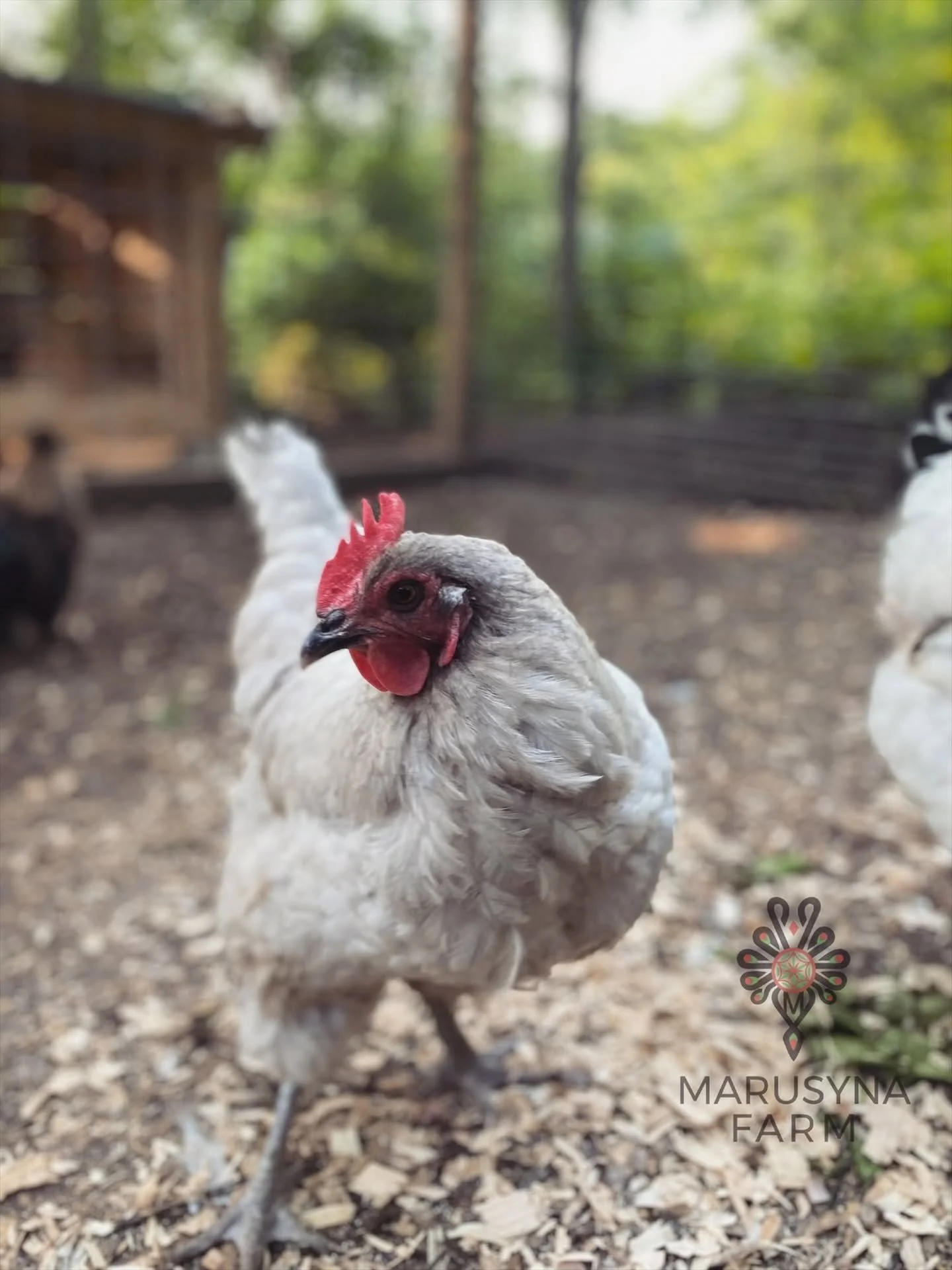 A close-up of a gray hen with a red comb on a farm, with trees and a wooden structure in the background.