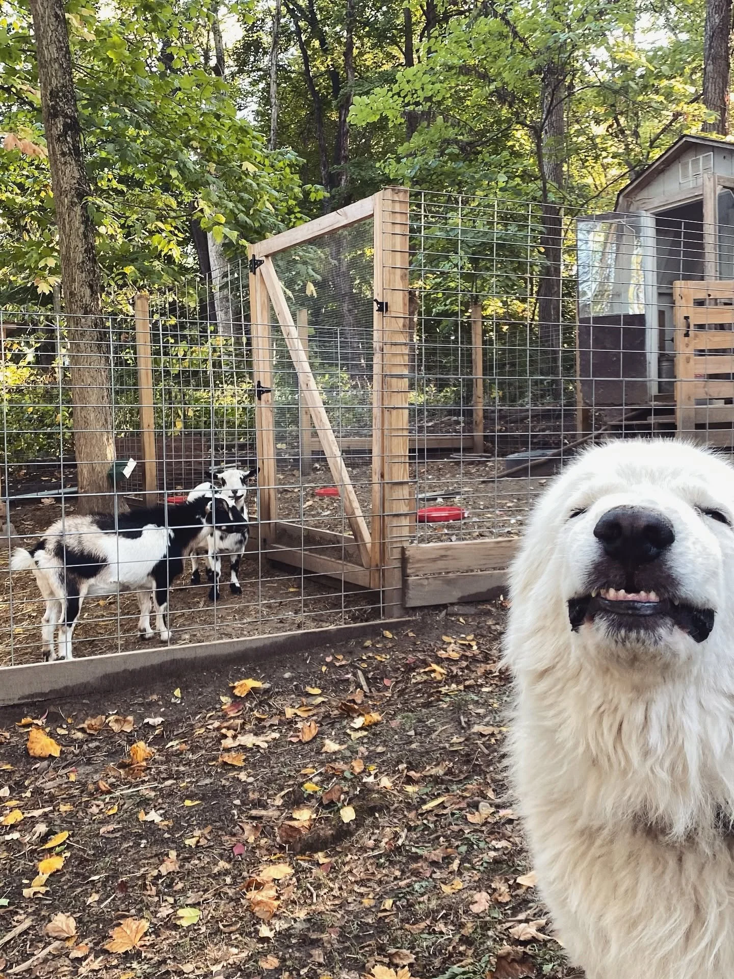 A happy white dog with a black nose standing outdoors in front of a fenced run. Inside the run, three small black and white goats are visible, along with a red water dish. The area has trees and leaves on the ground.