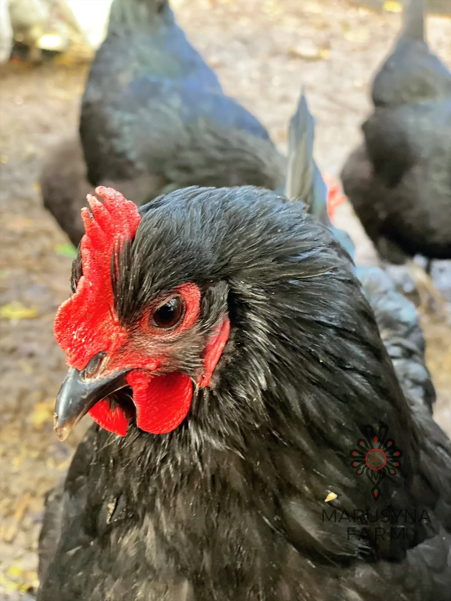 Close-up of a black chicken with a red comb and wattles, looking into the camera with a blurred natural background.