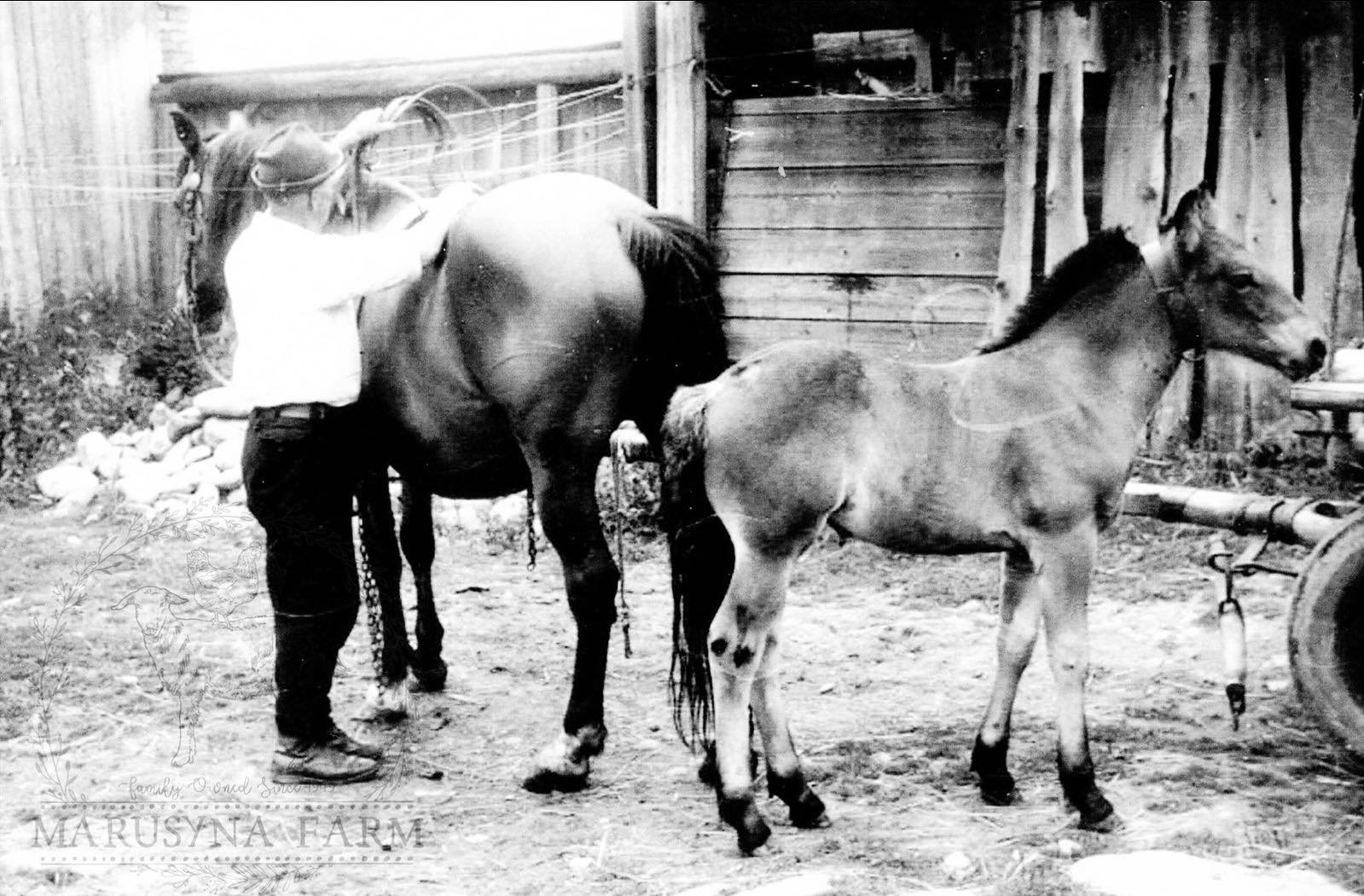 A person tending two young horses in a farm setting with wooden fences and a barn in the background.
