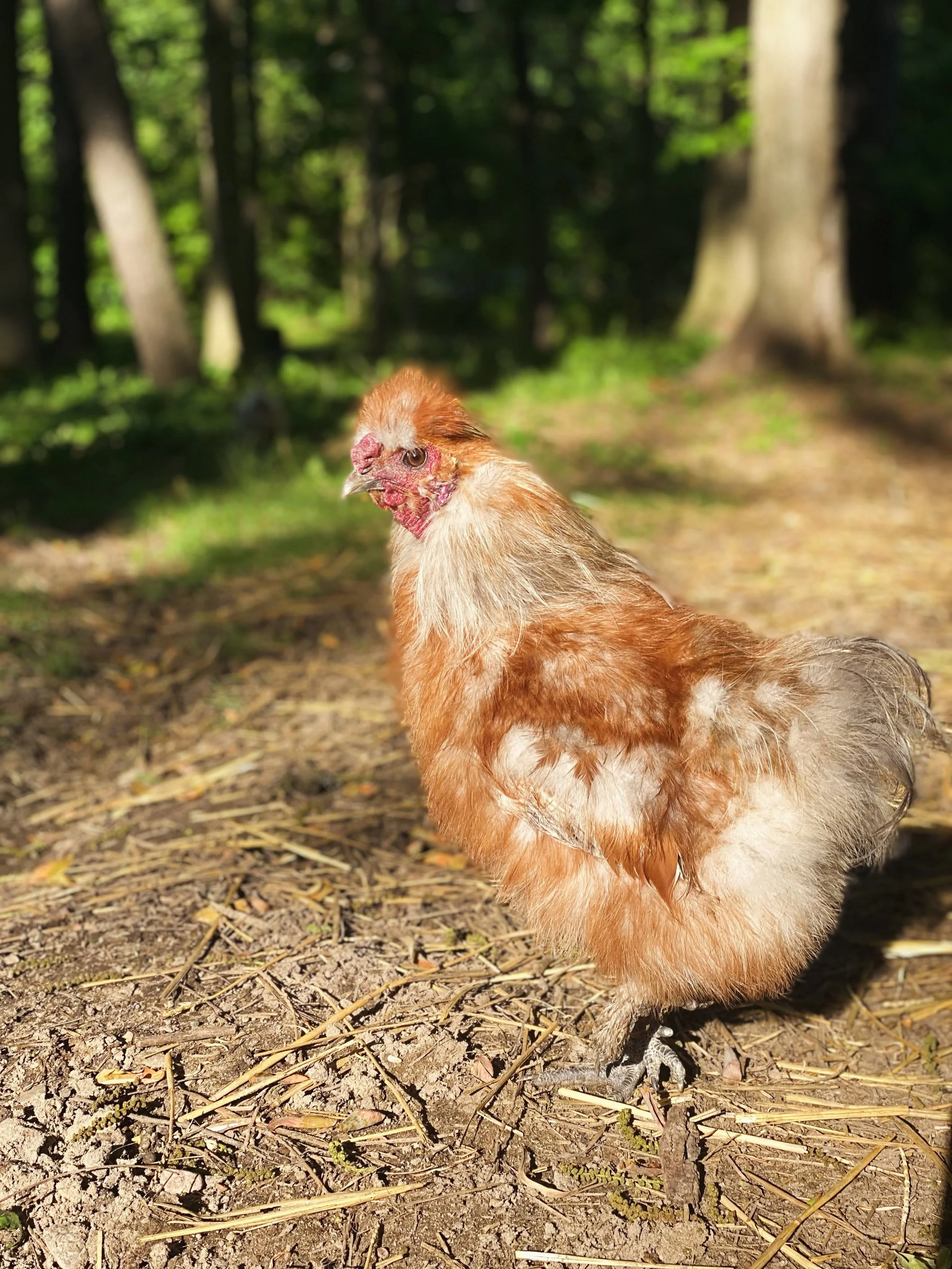A chicken standing on dirt and twigs in a shadowed wooded area with trees and green foliage in the background.