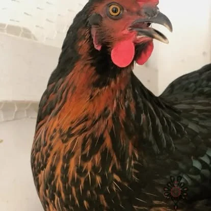 Close-up of a hen with black and brown feathers, red comb, and wattles, standing indoors.