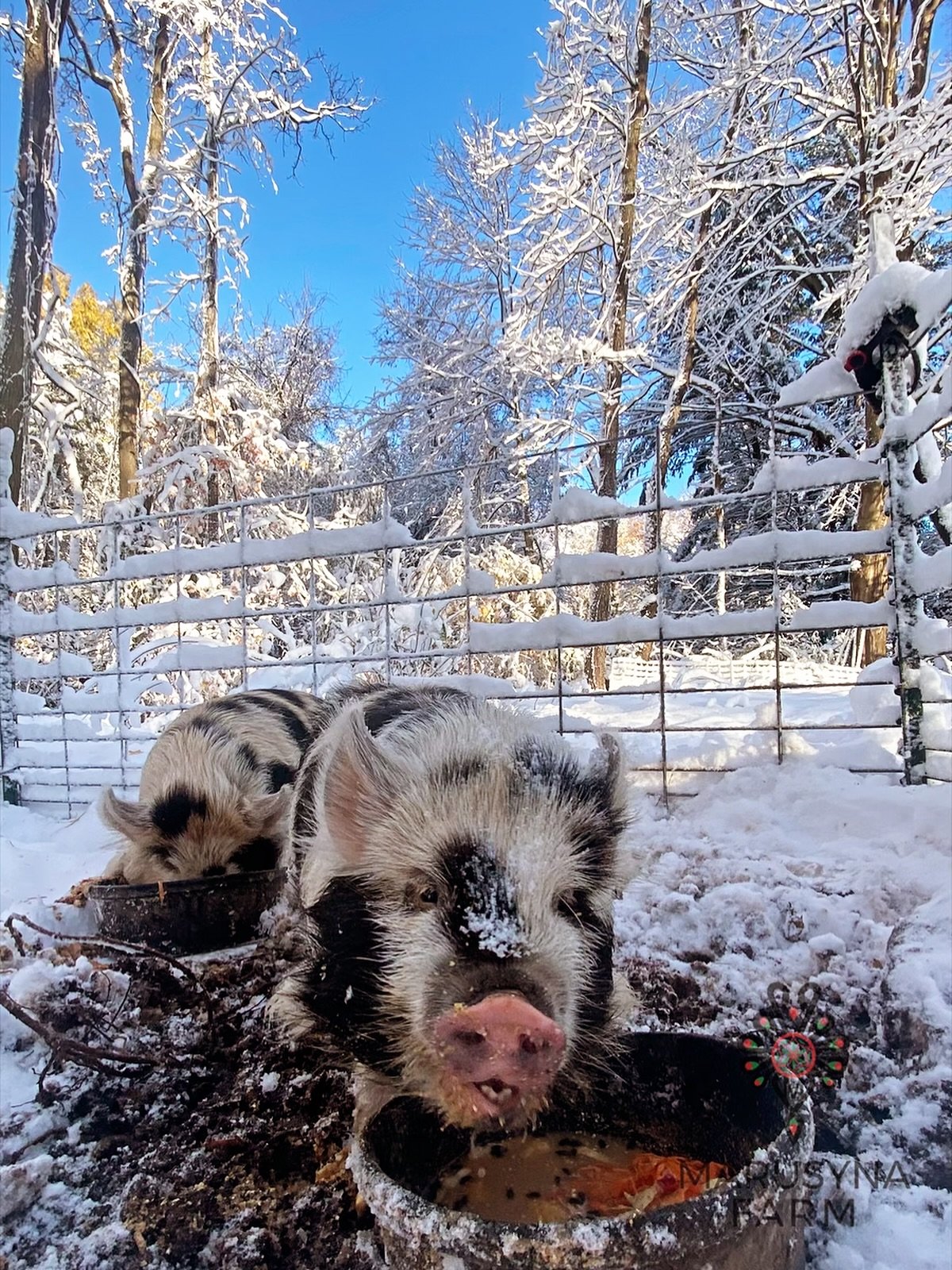 Two piglets, one black with pink snout and speckled face and the other mostly white with black spots, are lying in snow next to a black bowl with food. A wire fence and snow-covered trees are in the background on a clear winter day.