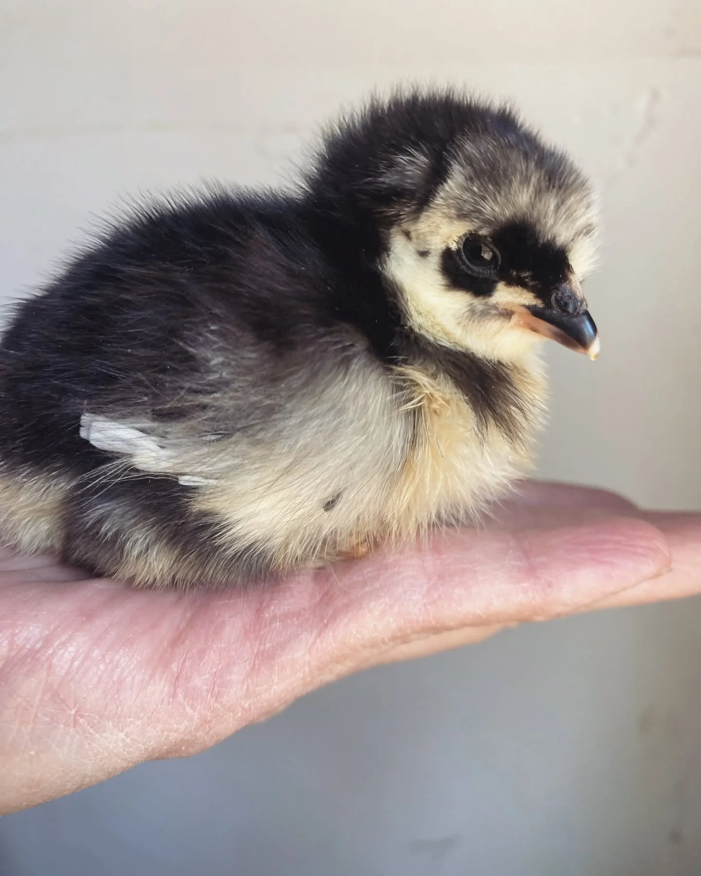 Close-up of a young chick with black, white, and fluffy gray feathers, resting on a person's hand.
