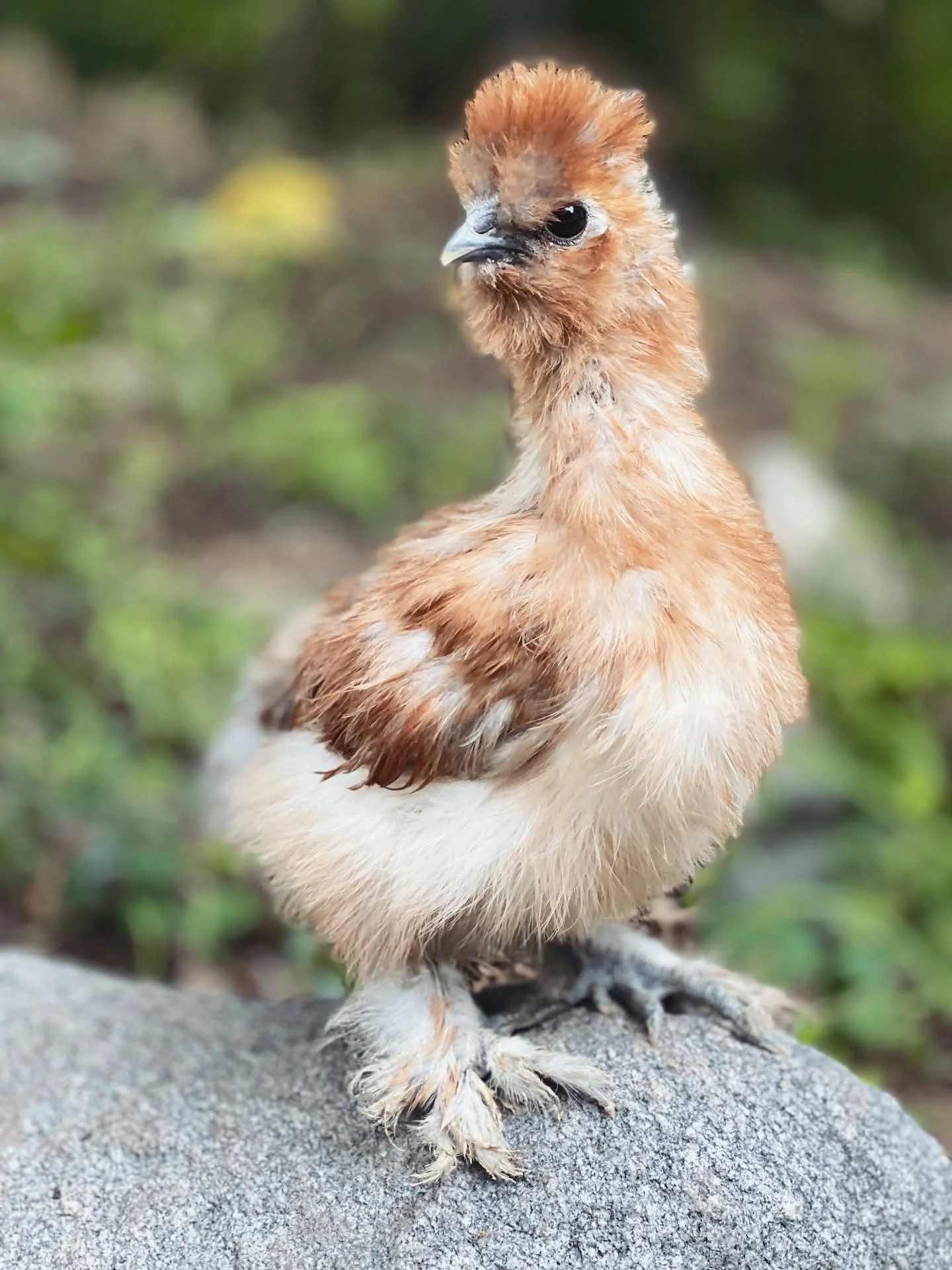 Close-up of a small, fluffy, brown and white chicken standing on a rock with blurred green background.